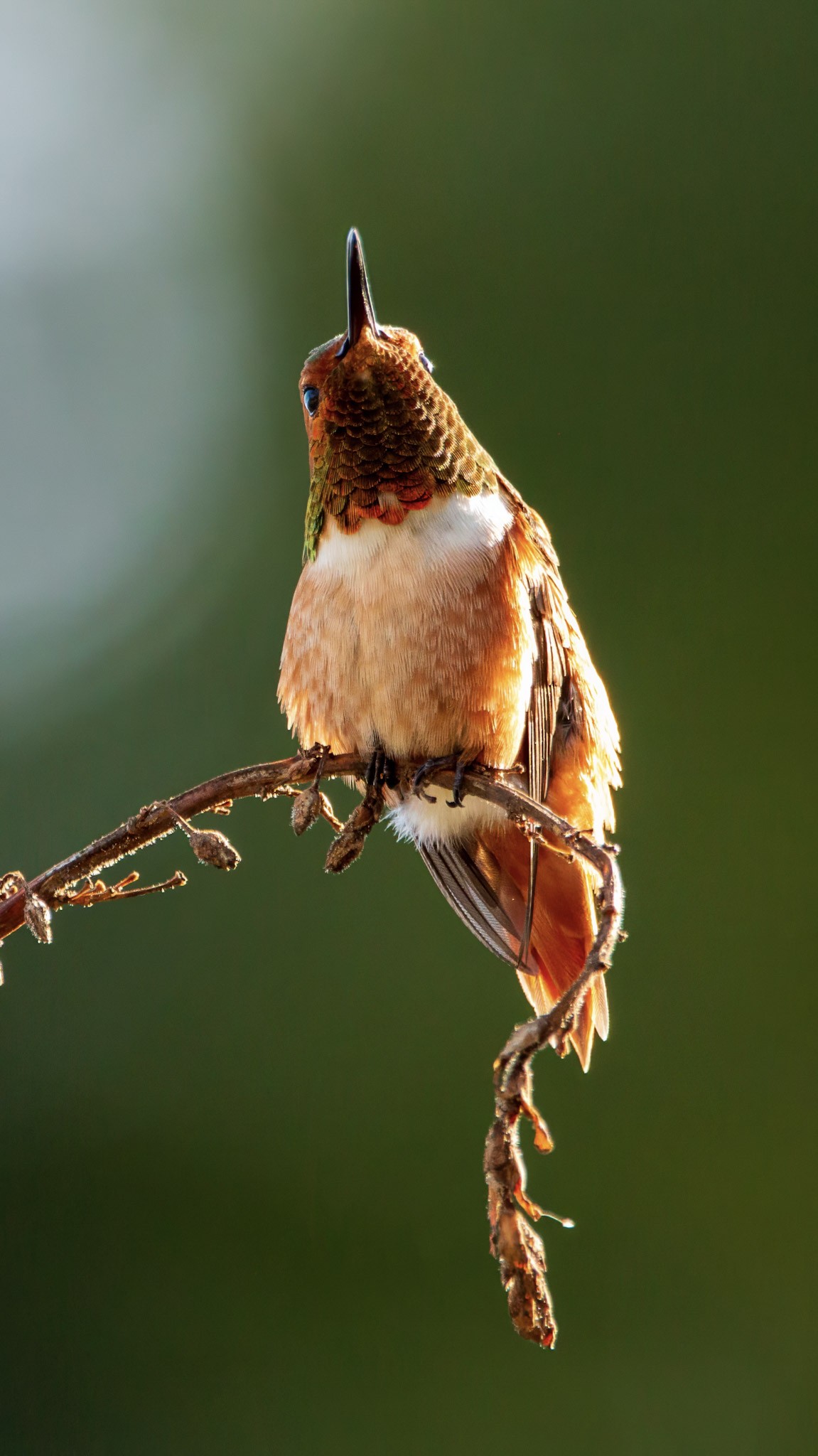 hummingbird on a branch, looking up