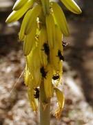 Pequenas abelhas escuras visitando flores tubulares amarelas em haste alongada
