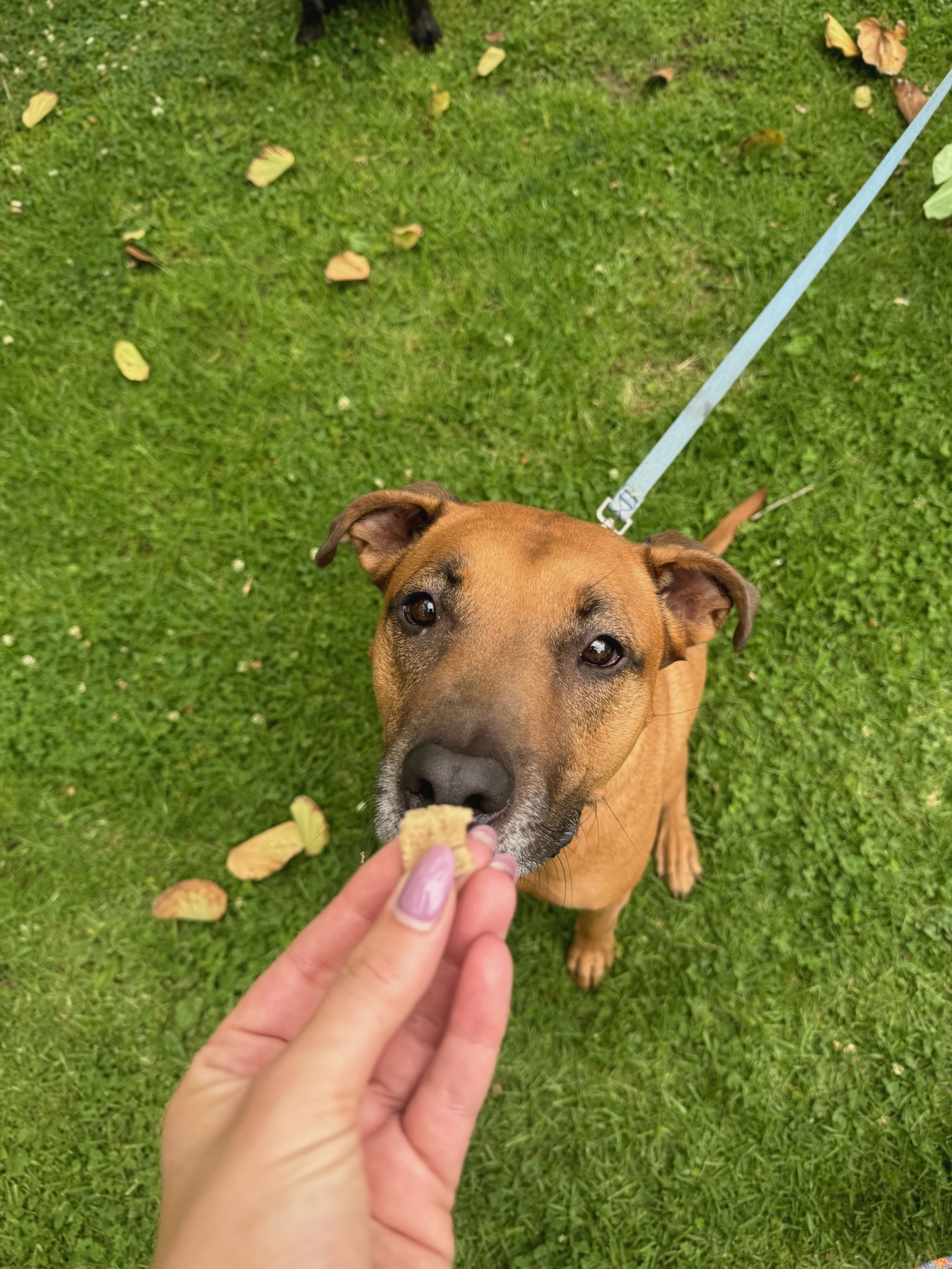 A brown dog receiving a treat from a handler during dog training in San Clemente, Orange County