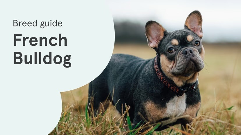 A black and tan French Bulldog wearing a red collar sits in a wild grass field, alongside a "Breed guide: French Bulldog" text graphic on a pale green background.