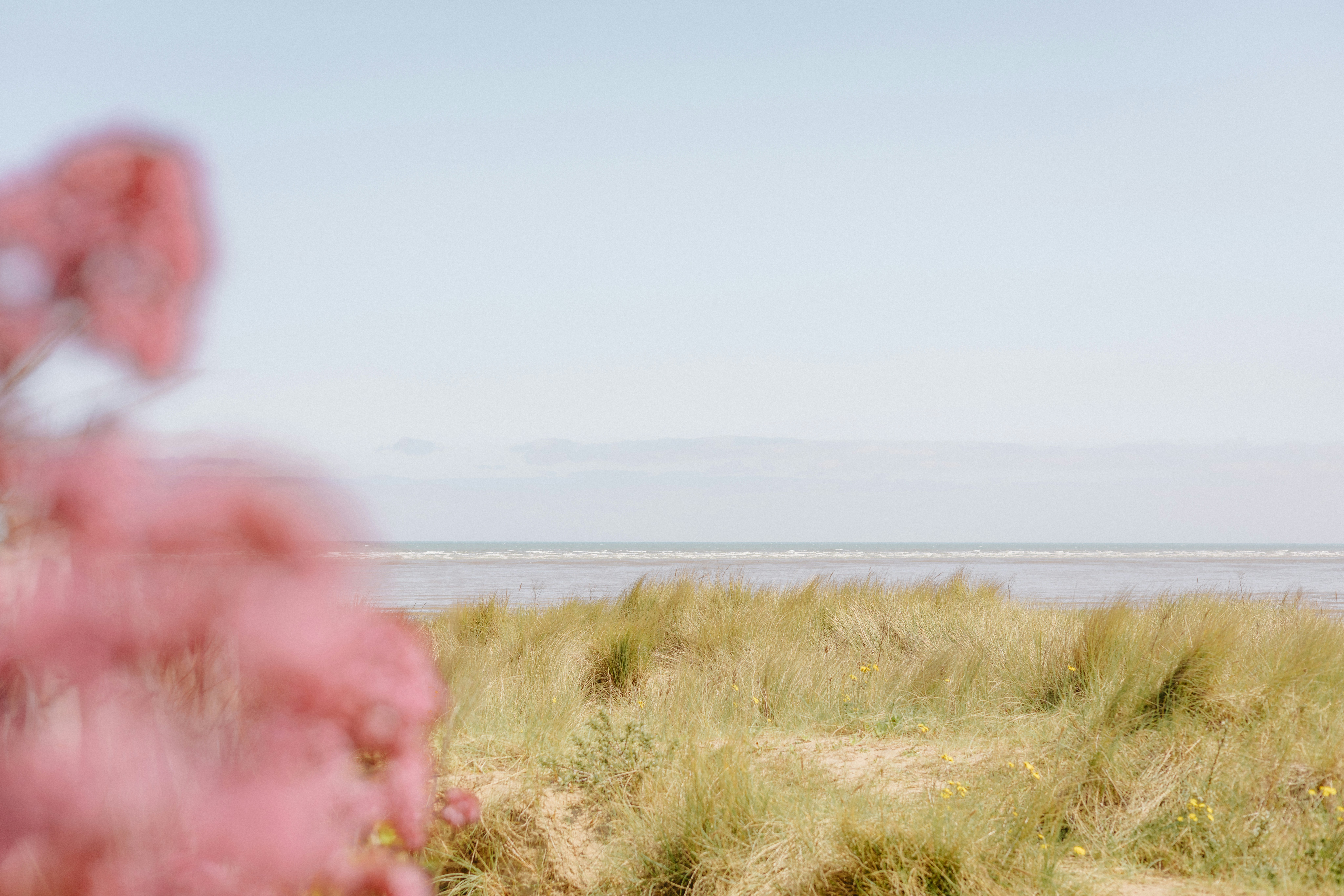 Grassy dunes with pink flowers and ocean view