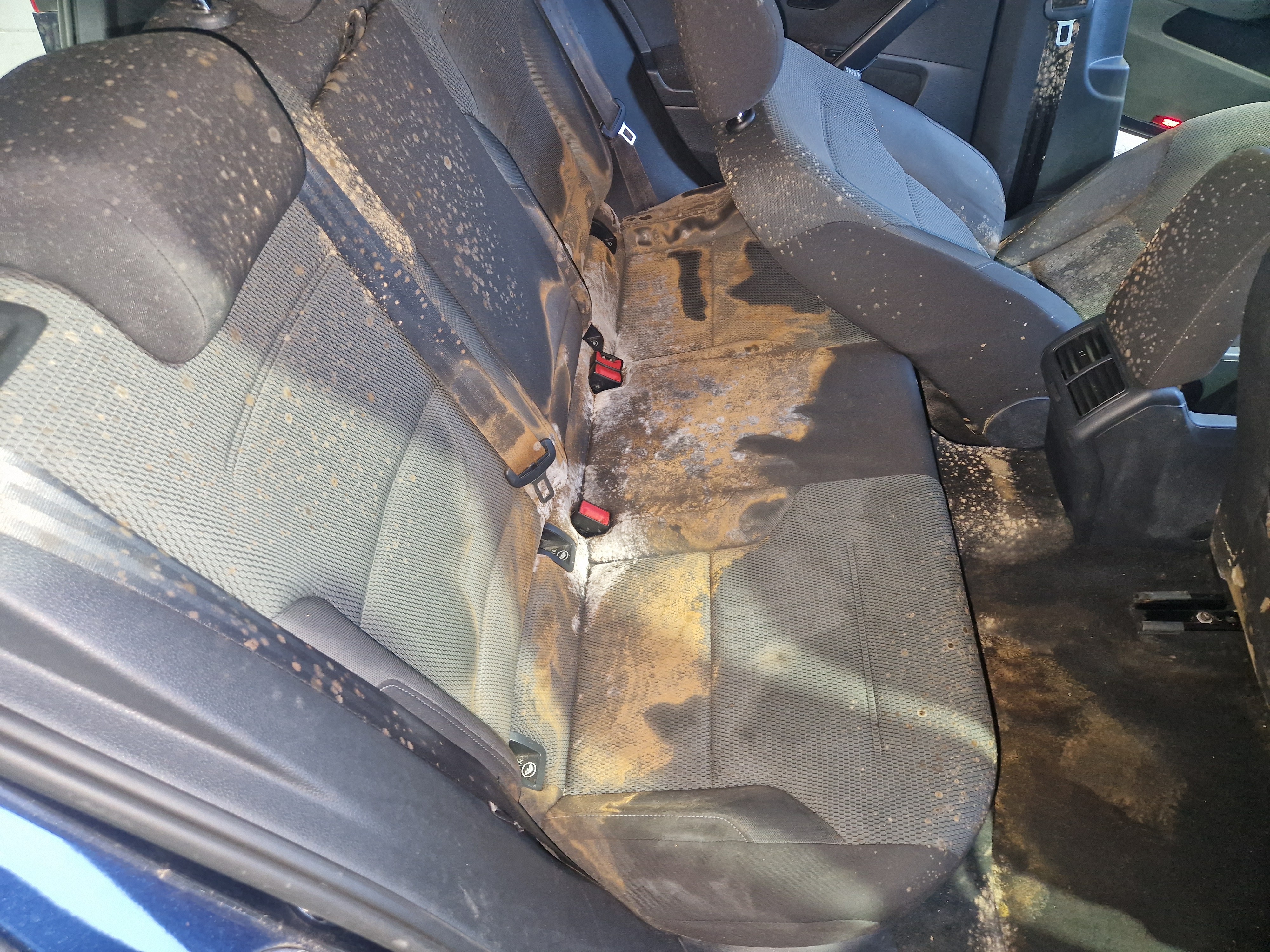 Entfernung von Autoschimmel in Zürich für einen sauberen und gesunden Innenraum