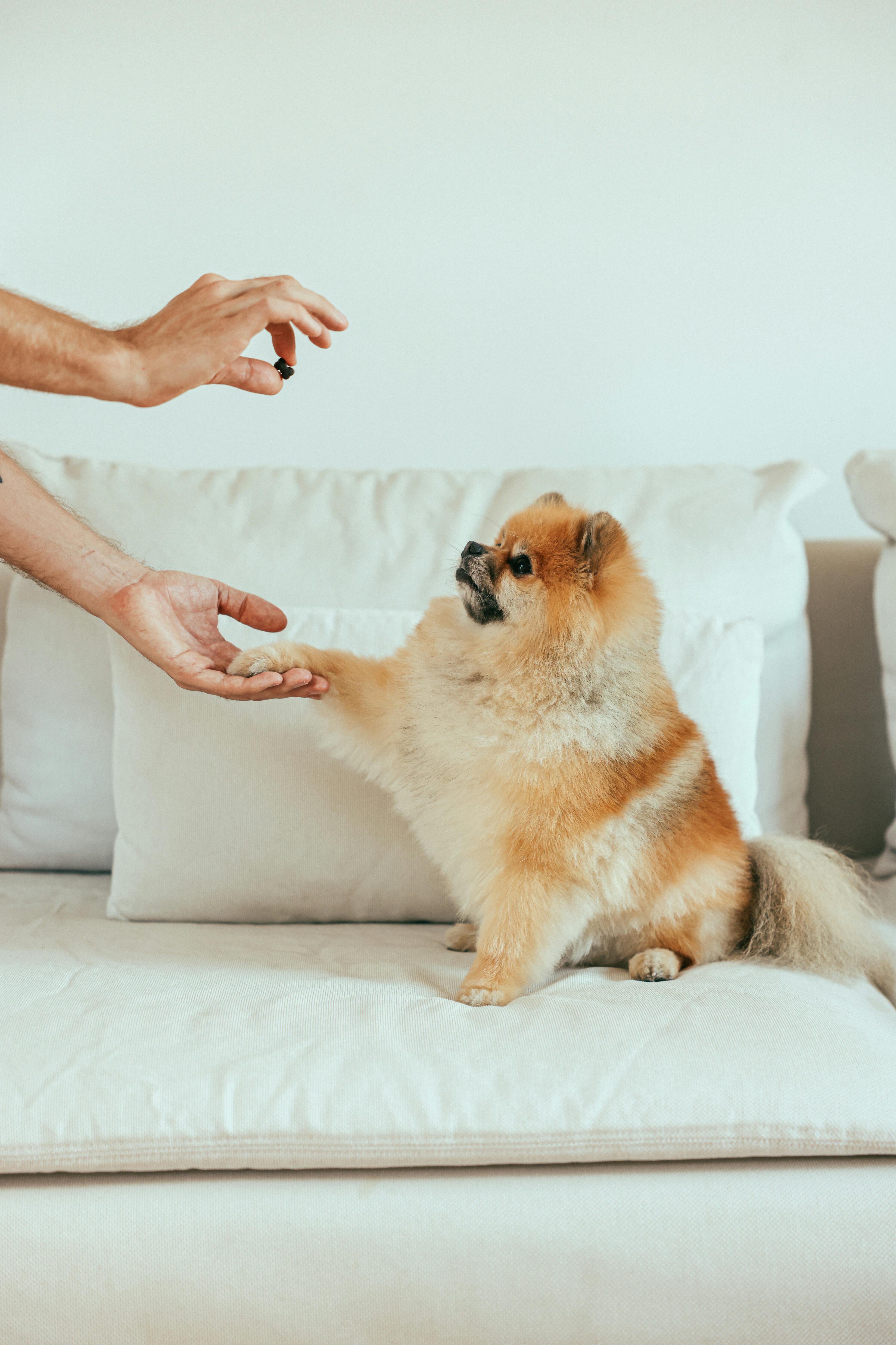 Training and care for Pomeranians