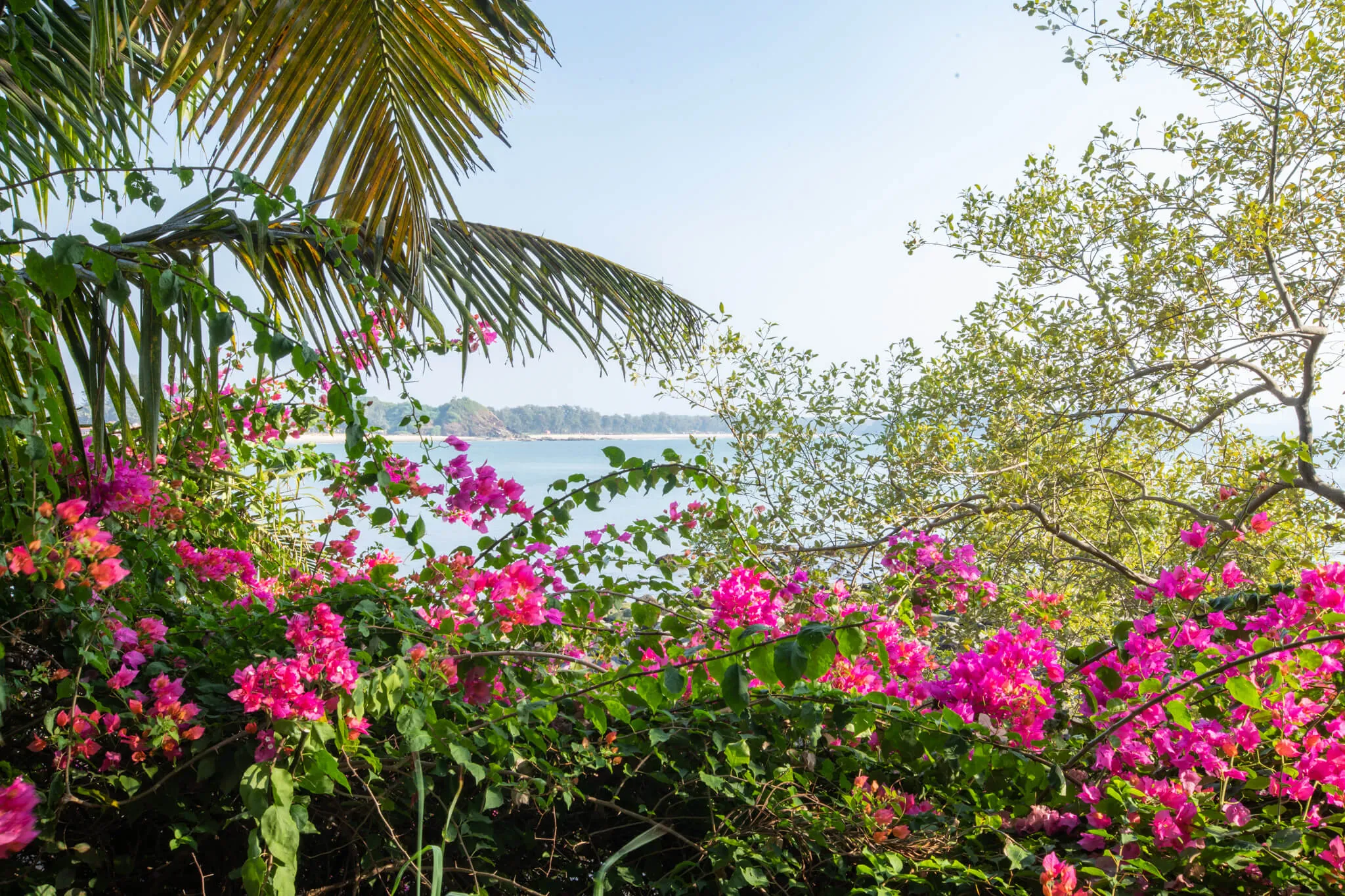Bougainvillea over Patnem Bay at Casa Jaali