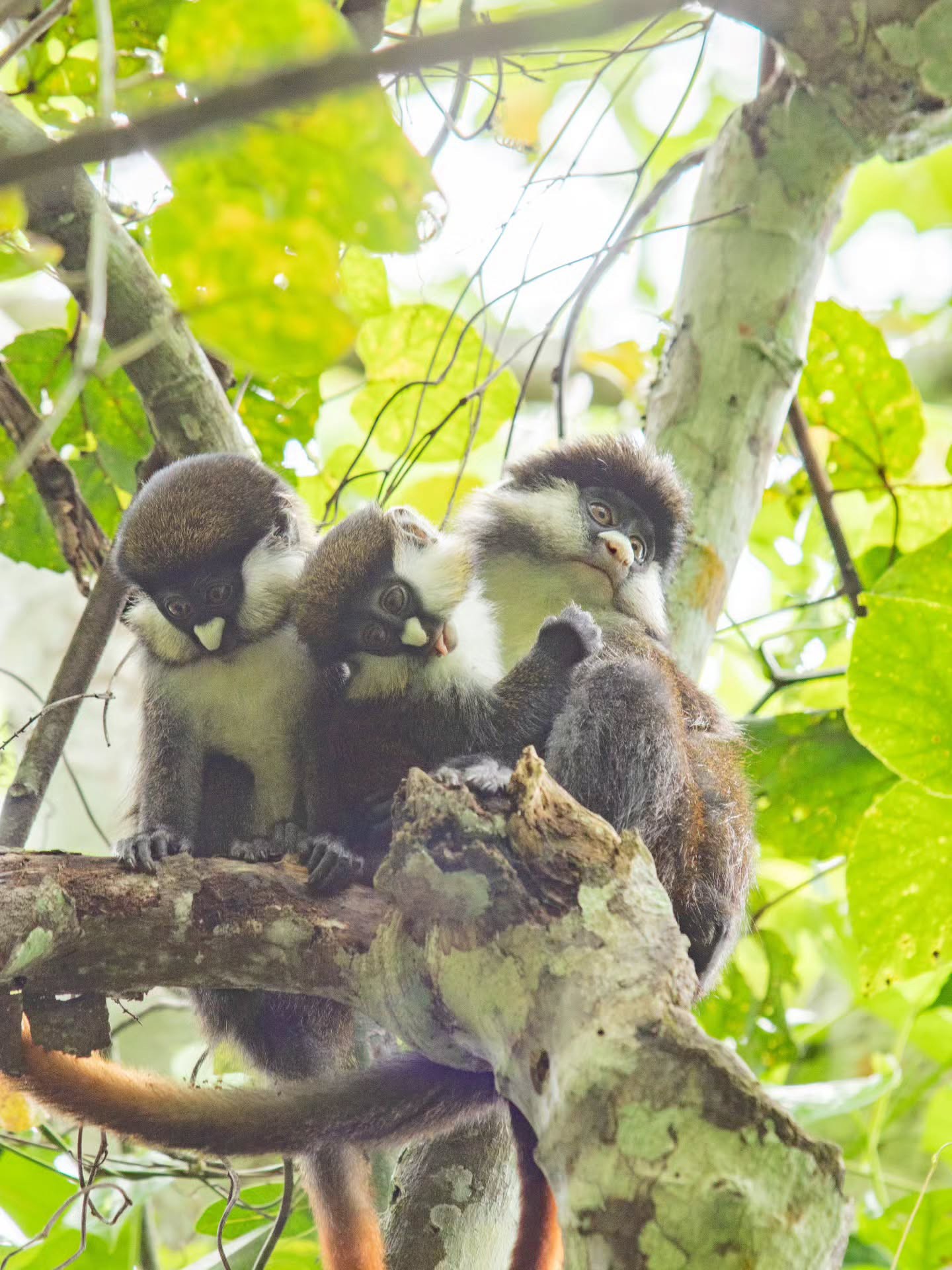 A red tailed monkey family in Kibale