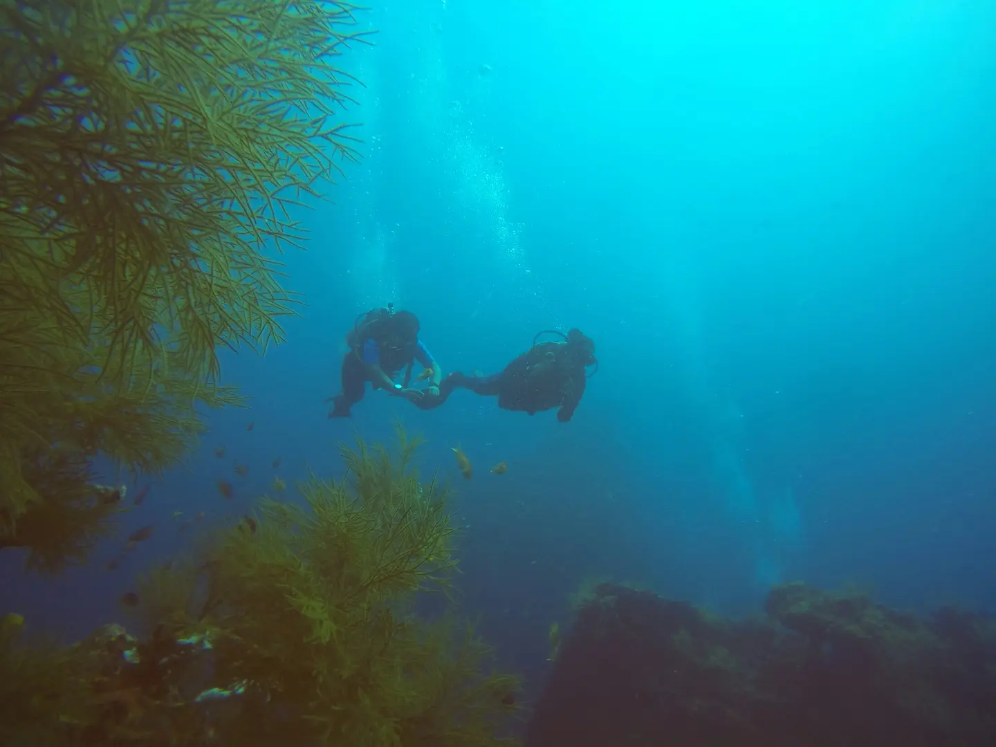 two scuba divers diving between a kelp reef