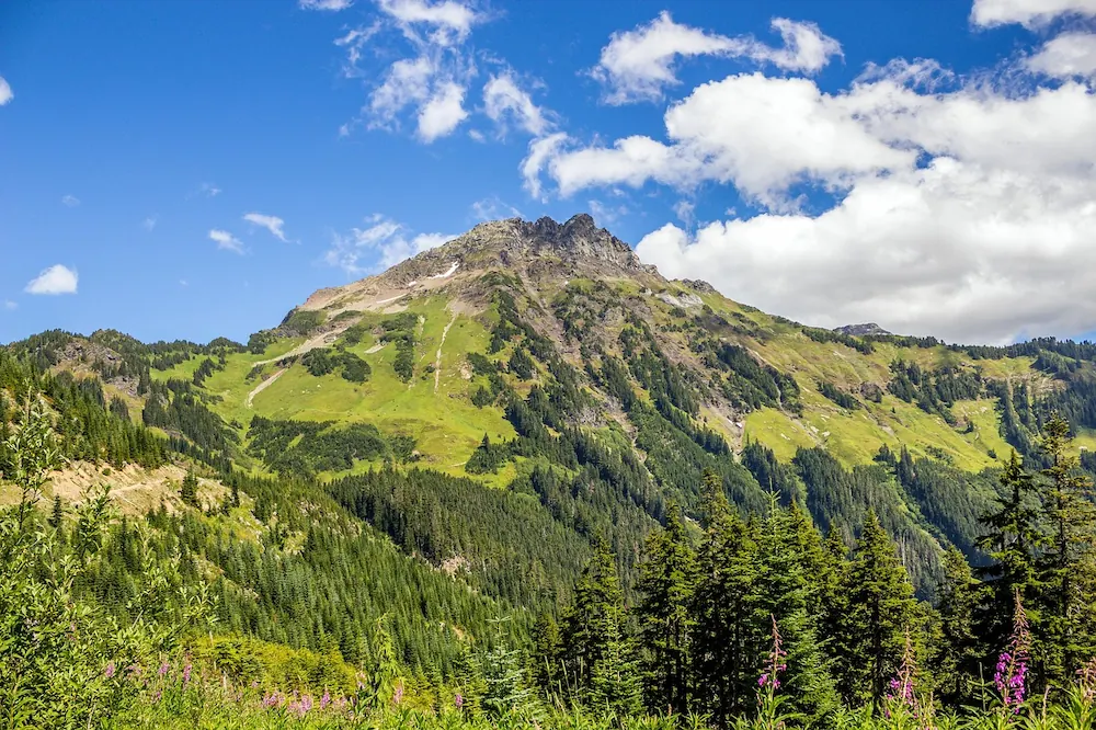 Scenic view of Mount Cheam in Chilliwack, BC, with lush green alpine slopes, wildflowers, and a bright blue sky.