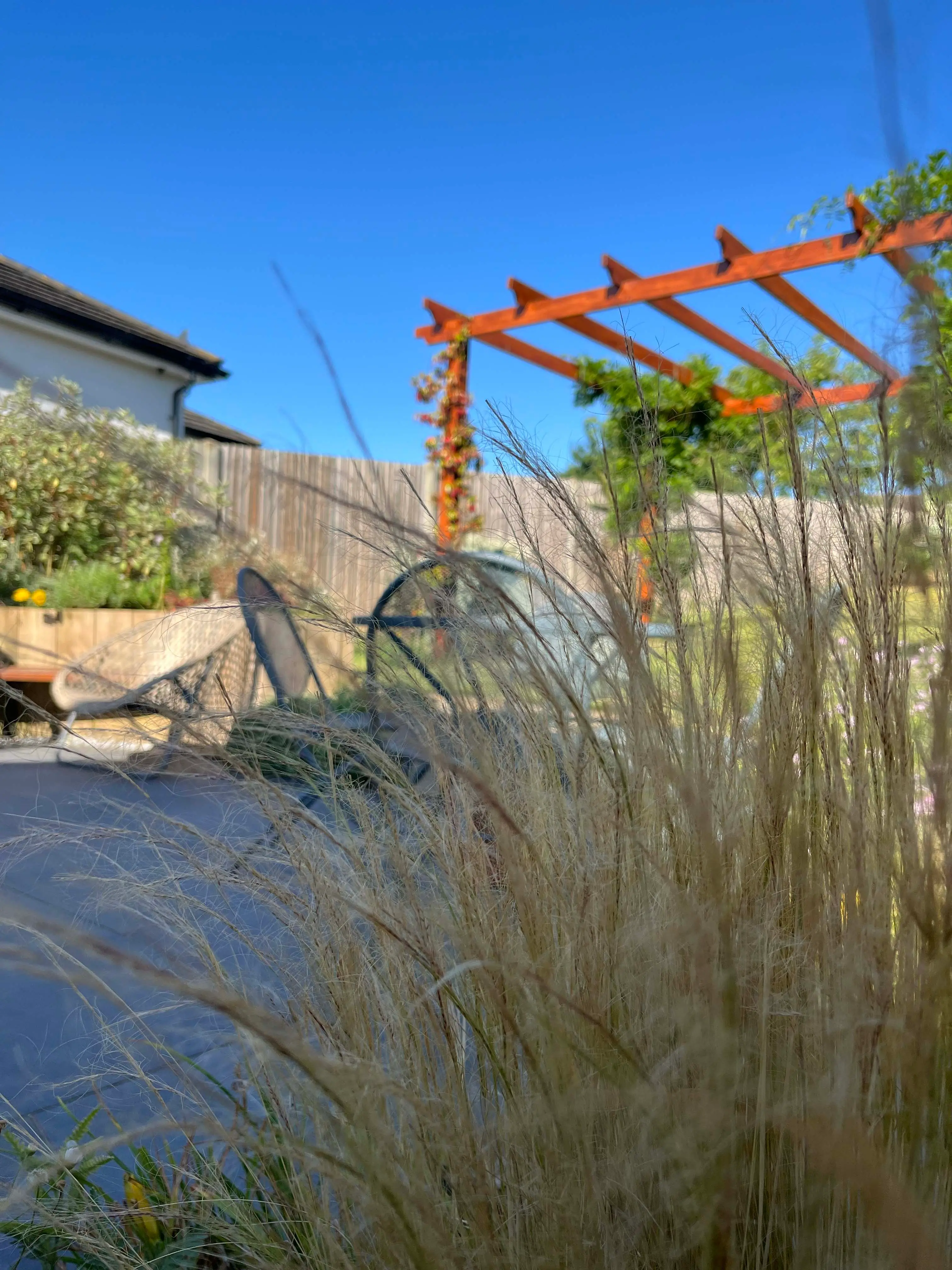 A sunny backyard scene featuring ornamental grass, a wooden pergola, and a modern home in the background.