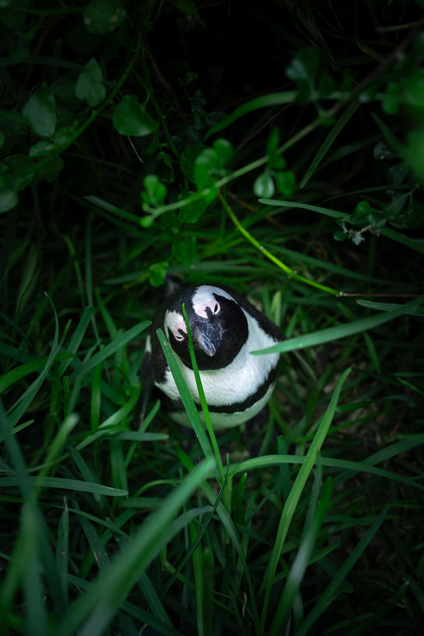 cape town pinguin grass