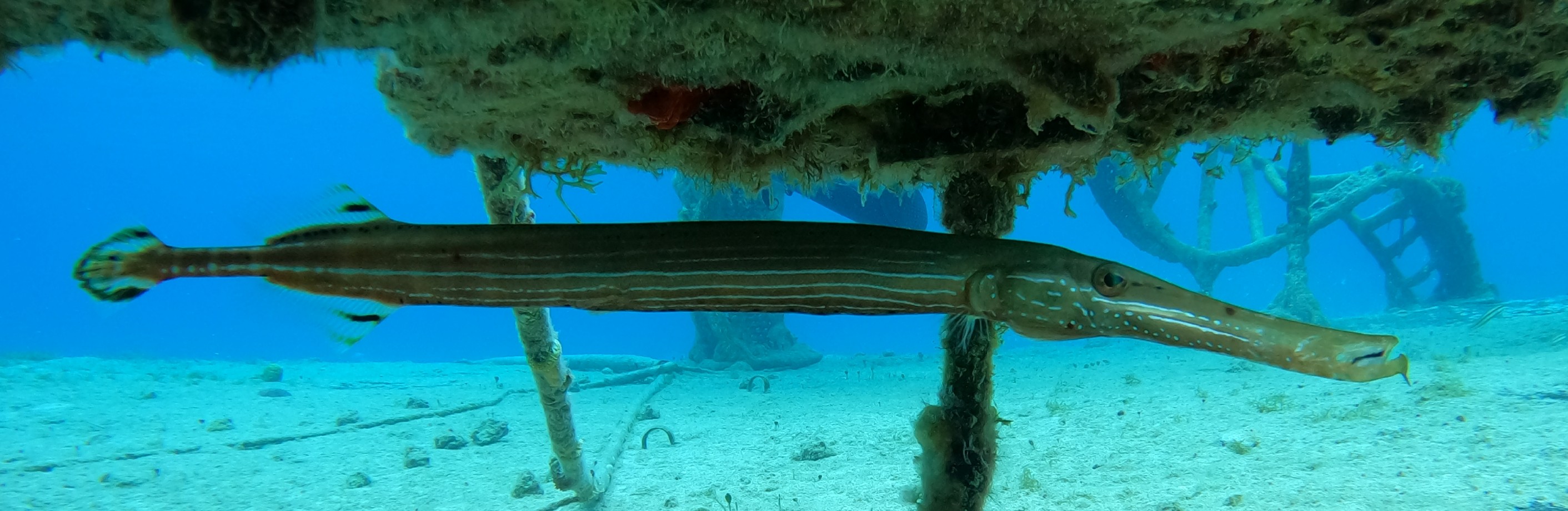 Coach explaining stuff to an athlete