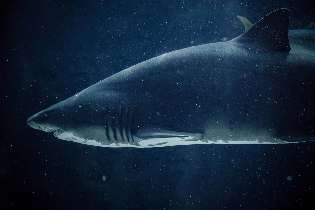 A close-up of a shark swimming gracefully in the deep blue ocean, with bubbles and particles surrounding it.