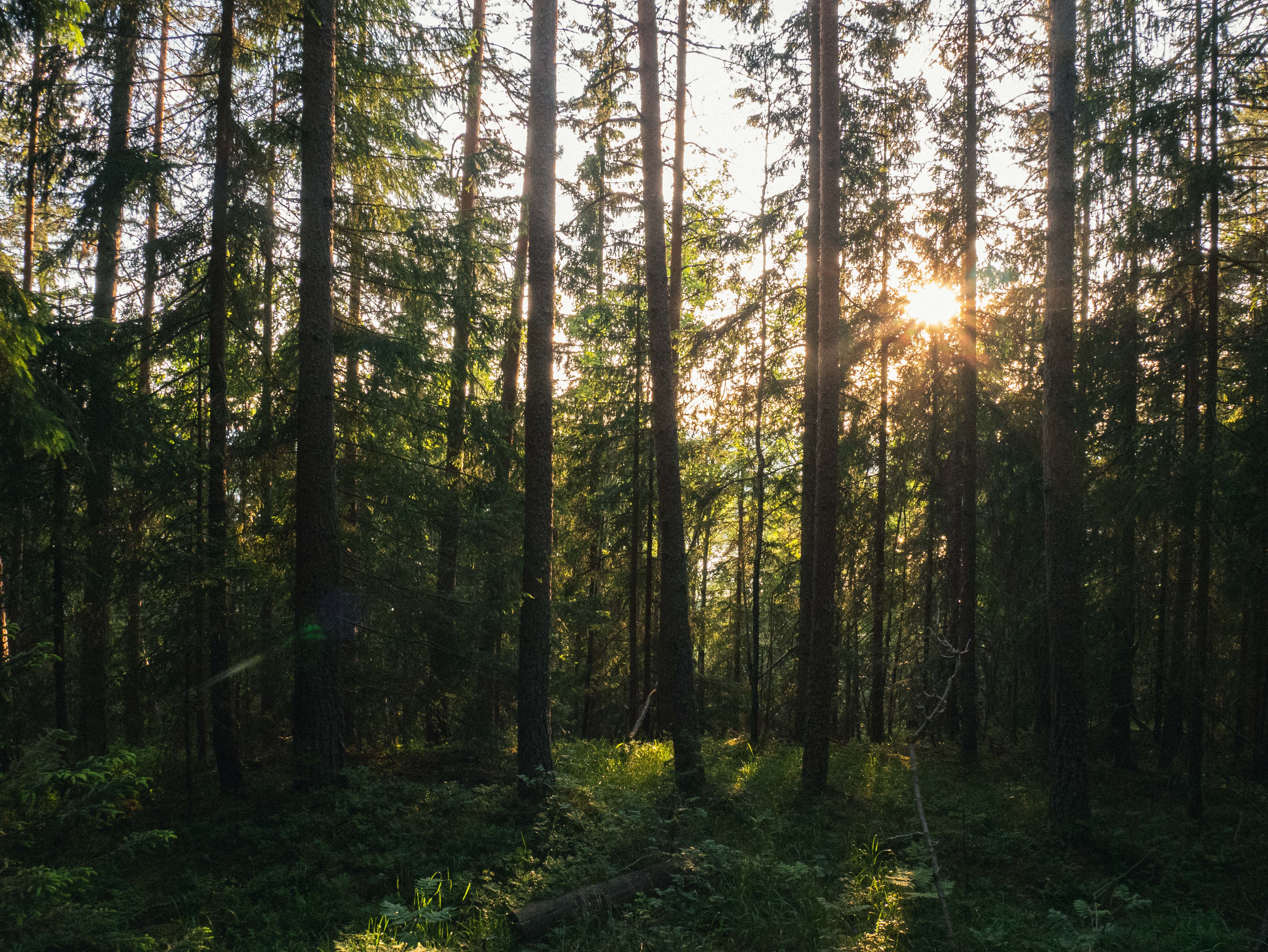 Bilde av Norsk Natur