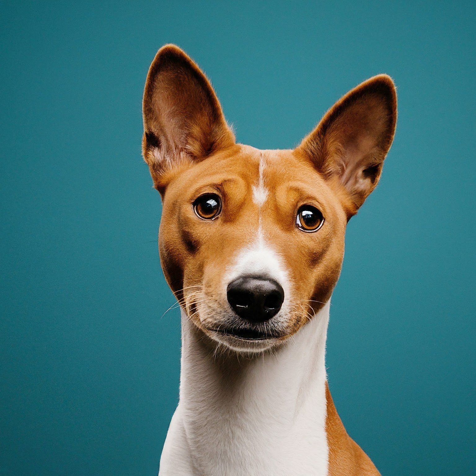 BUDDYUNO, Basenji