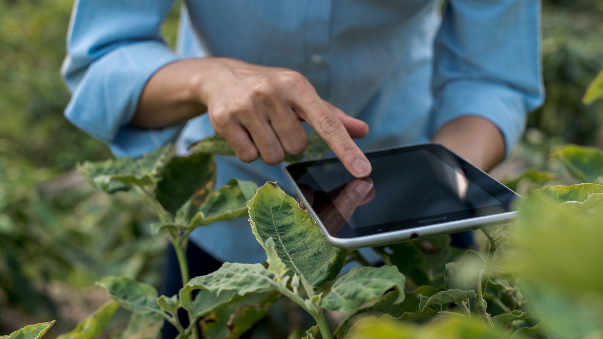 How to Monitor Your Crops: Detect Plant Disease Early
