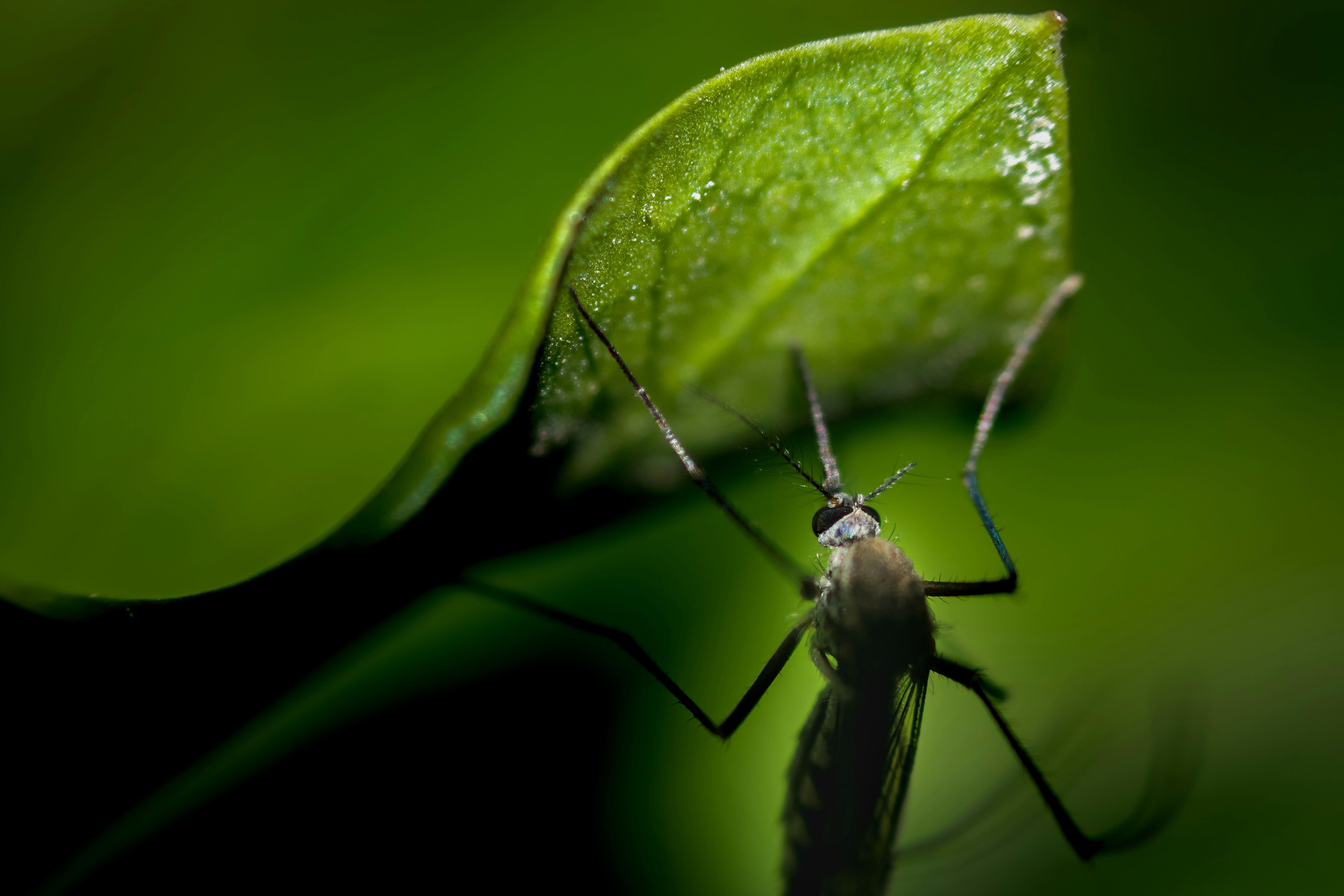 a close up of a bug on a leaf