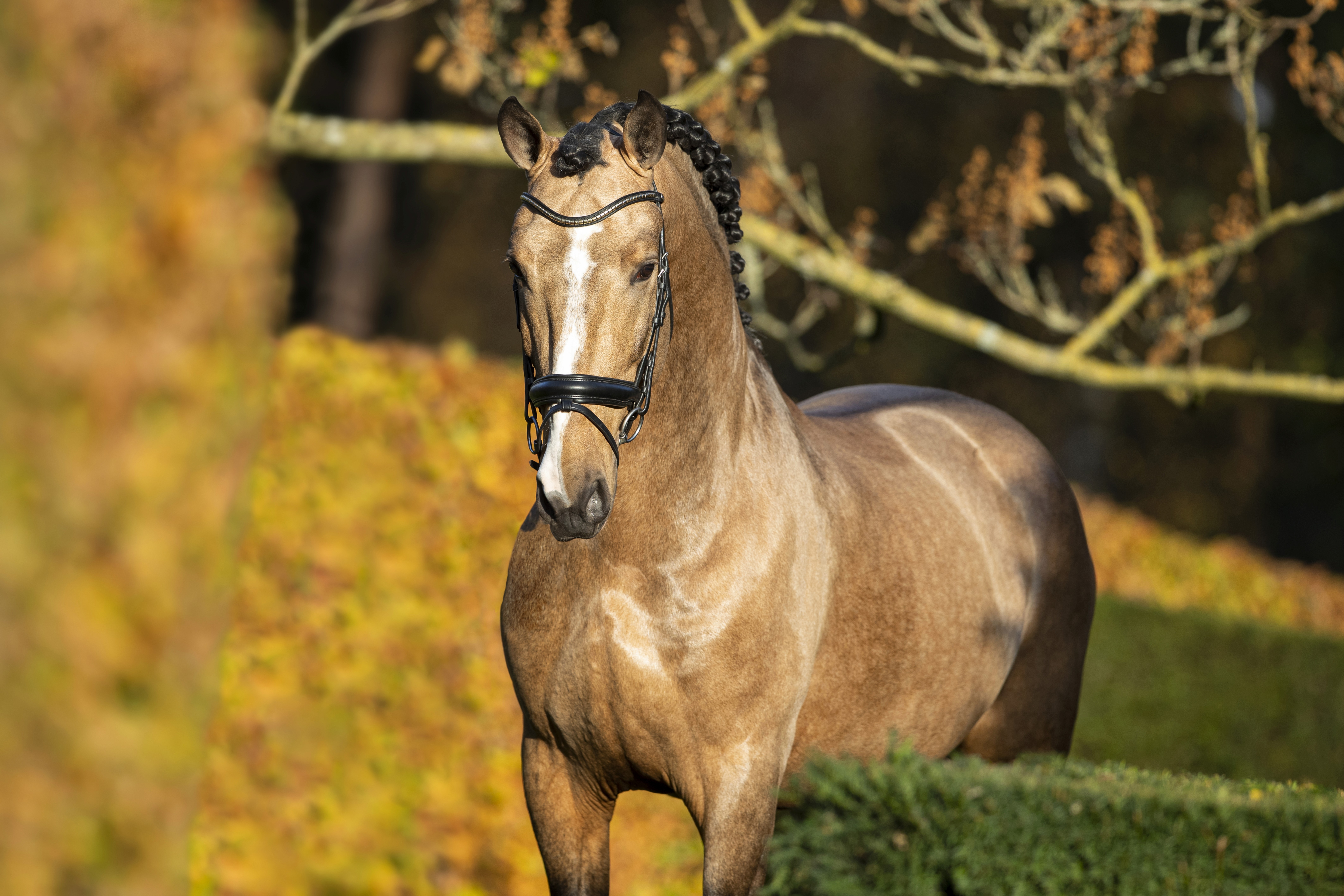 Gallito all dressed up