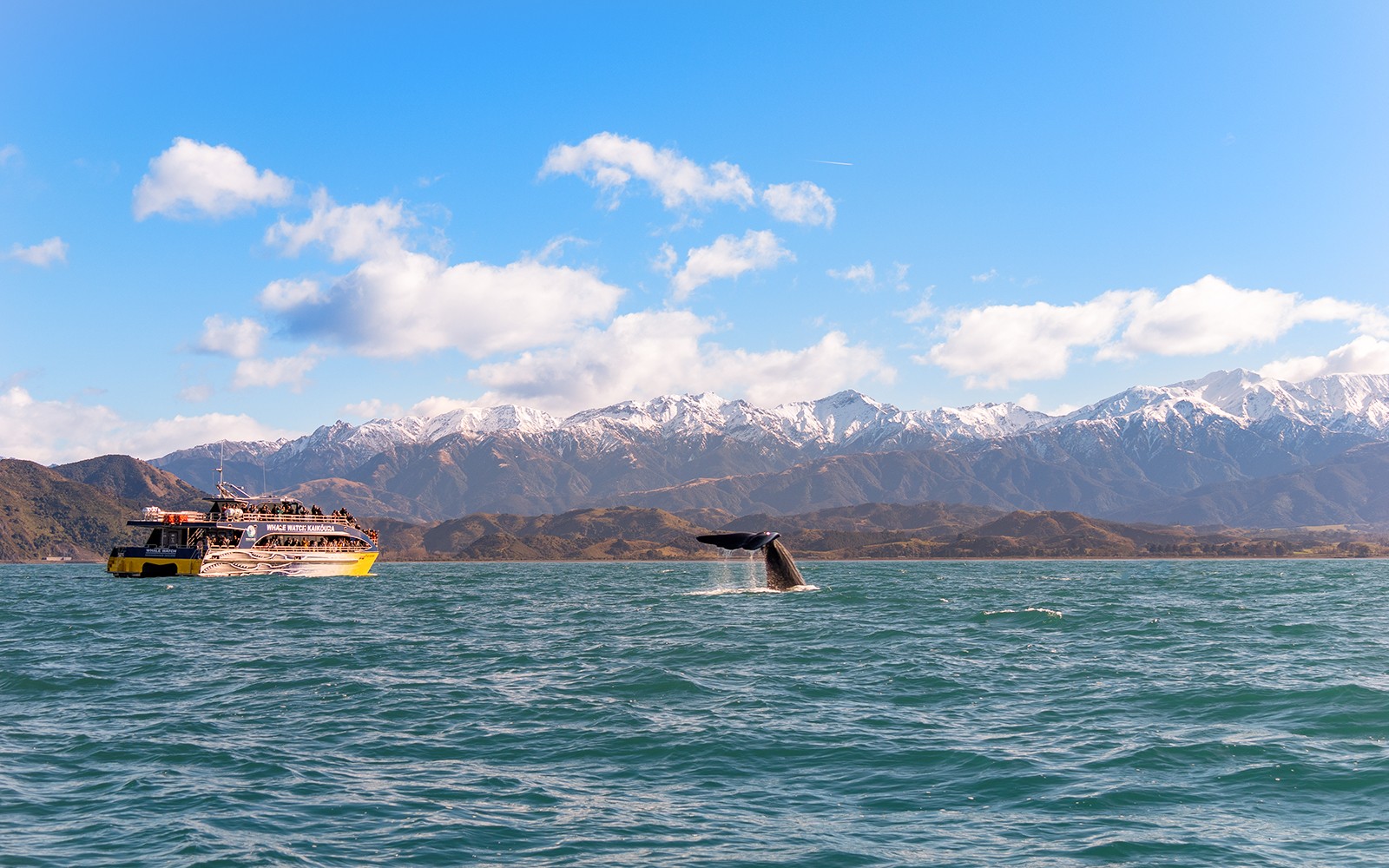 Walflosse nahe einem Boot auf der Kaikoura-Kreuzfahrt mit schneebedeckten Bergen im Hintergrund.