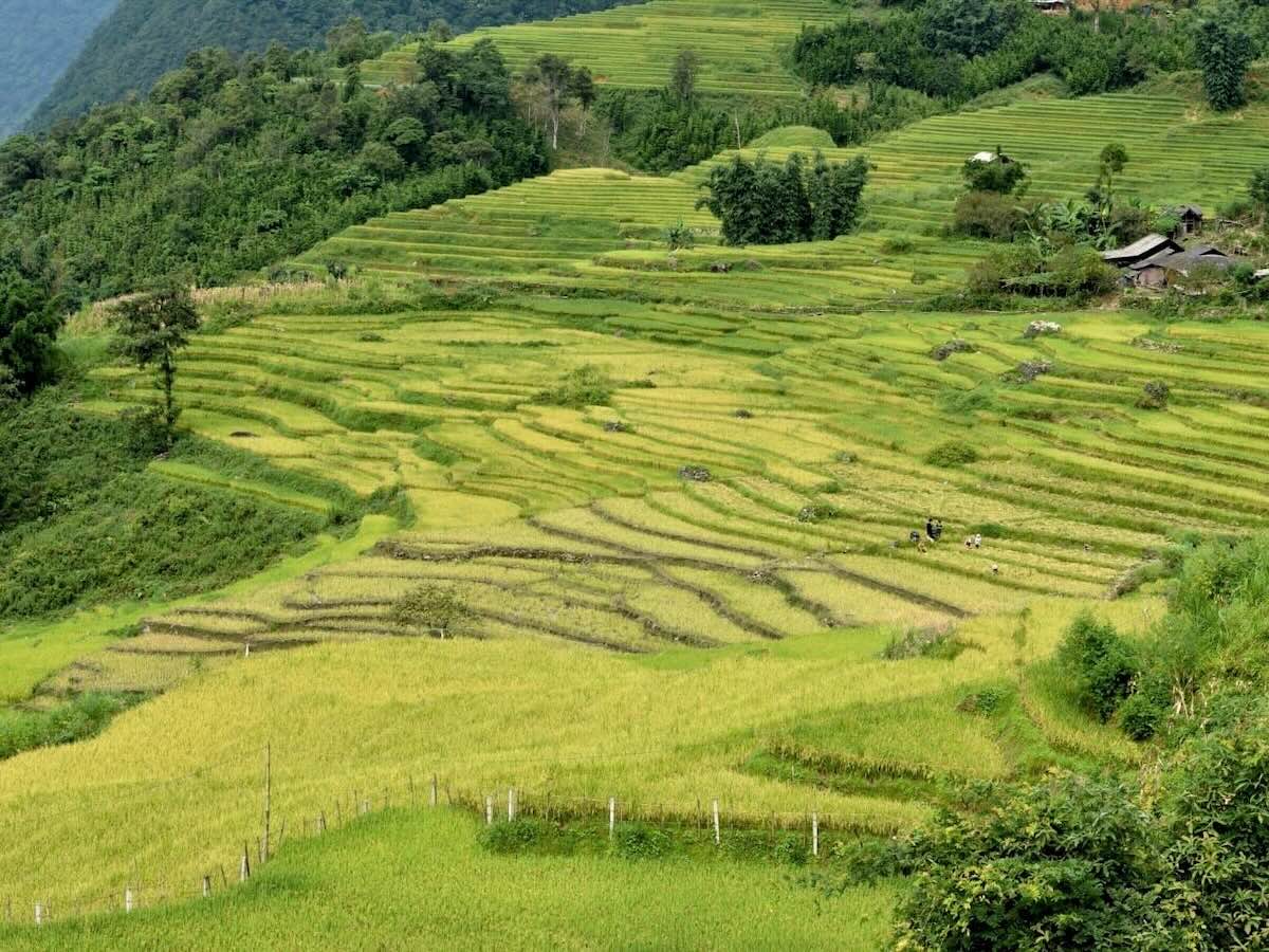 Rice terraces in Muong Hoa Valley near Sapa, with traditional village houses and terraced fields stretching across the hillside.