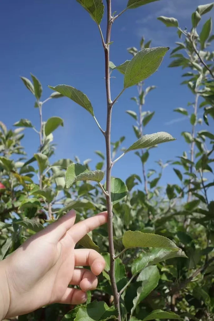 The image featured in the middle of the about us page