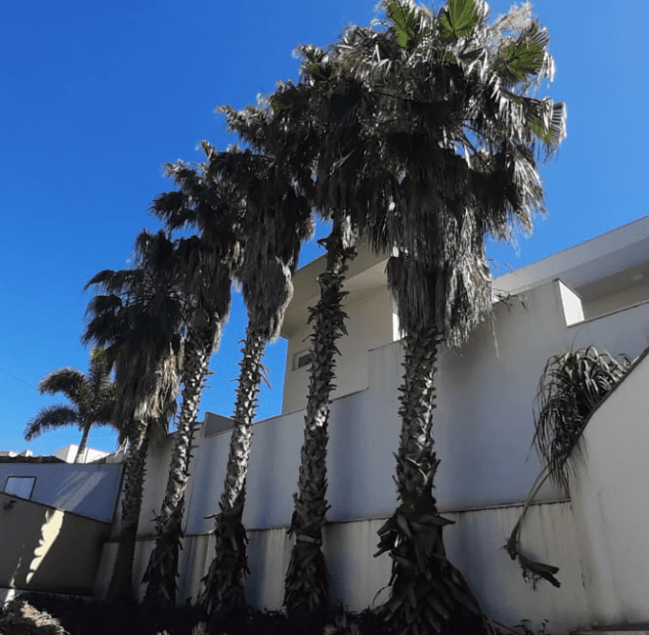 Palmeiras antes do serviço de poda