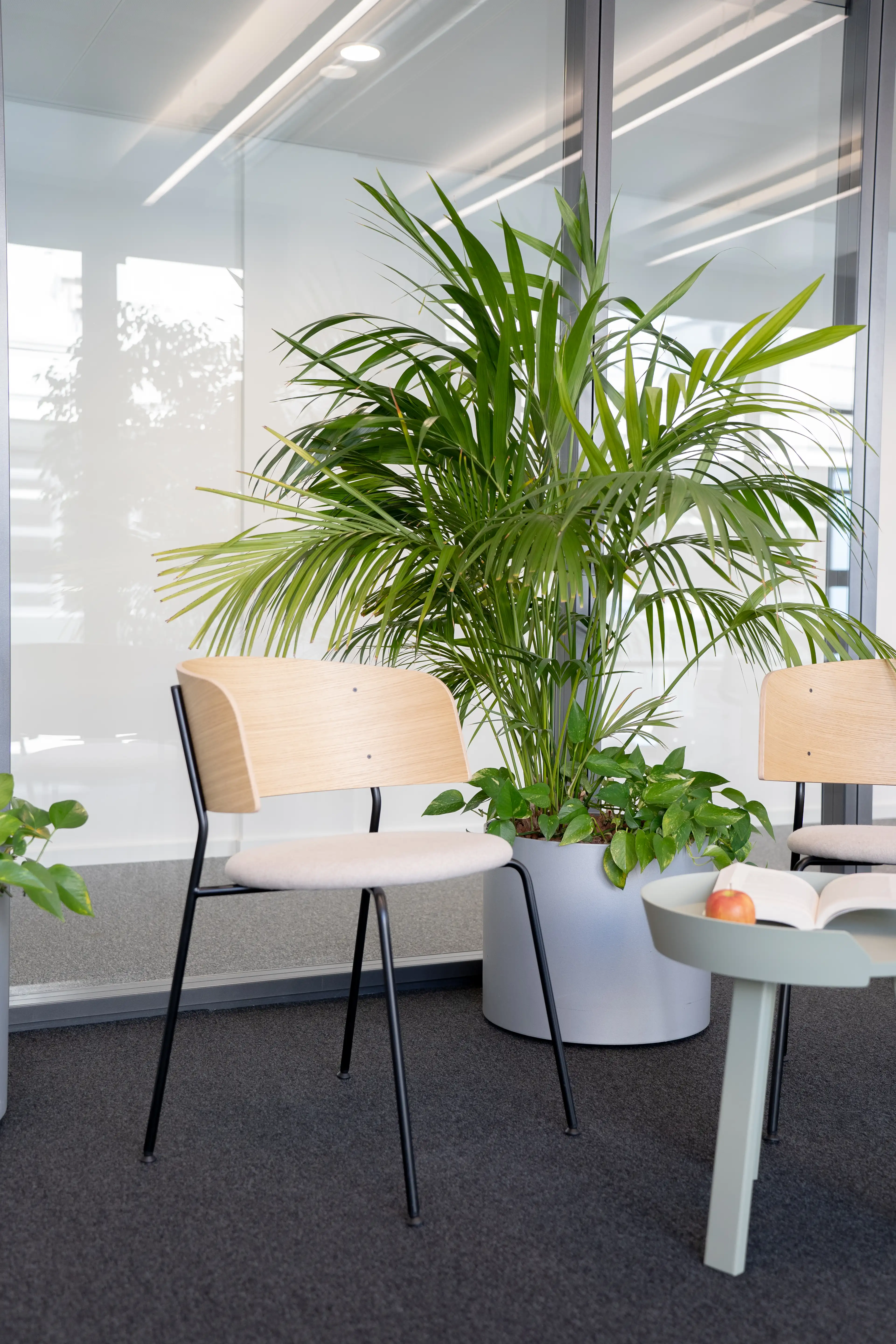 Greenery corner at AI START-UP MUNICH with a large kentia palm and basil plants in grey planters, oak-and-cream chairs and a sage side table with an apple and open book.