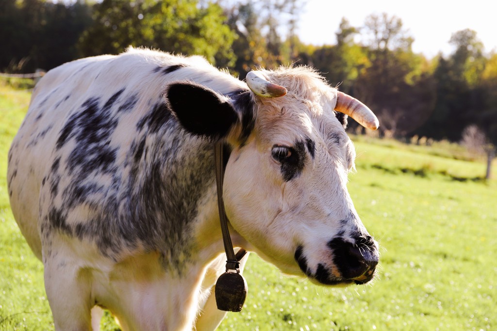 cetosis-en-vacas