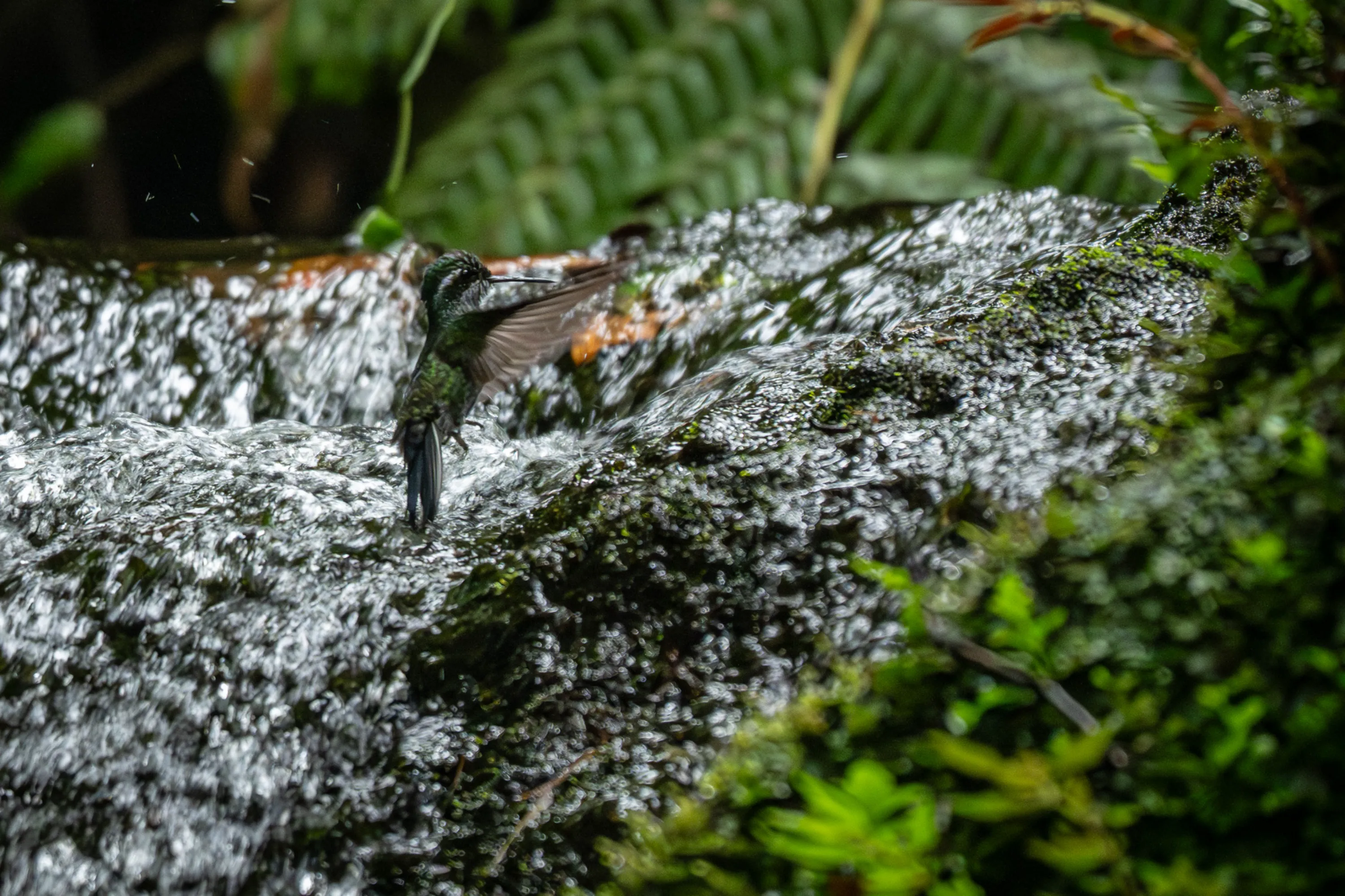 Wilderness & Wildlife 14