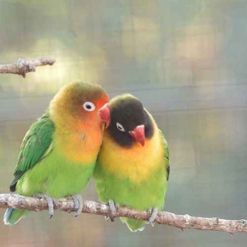 Zoomarine:Pomezia 快速通道门票