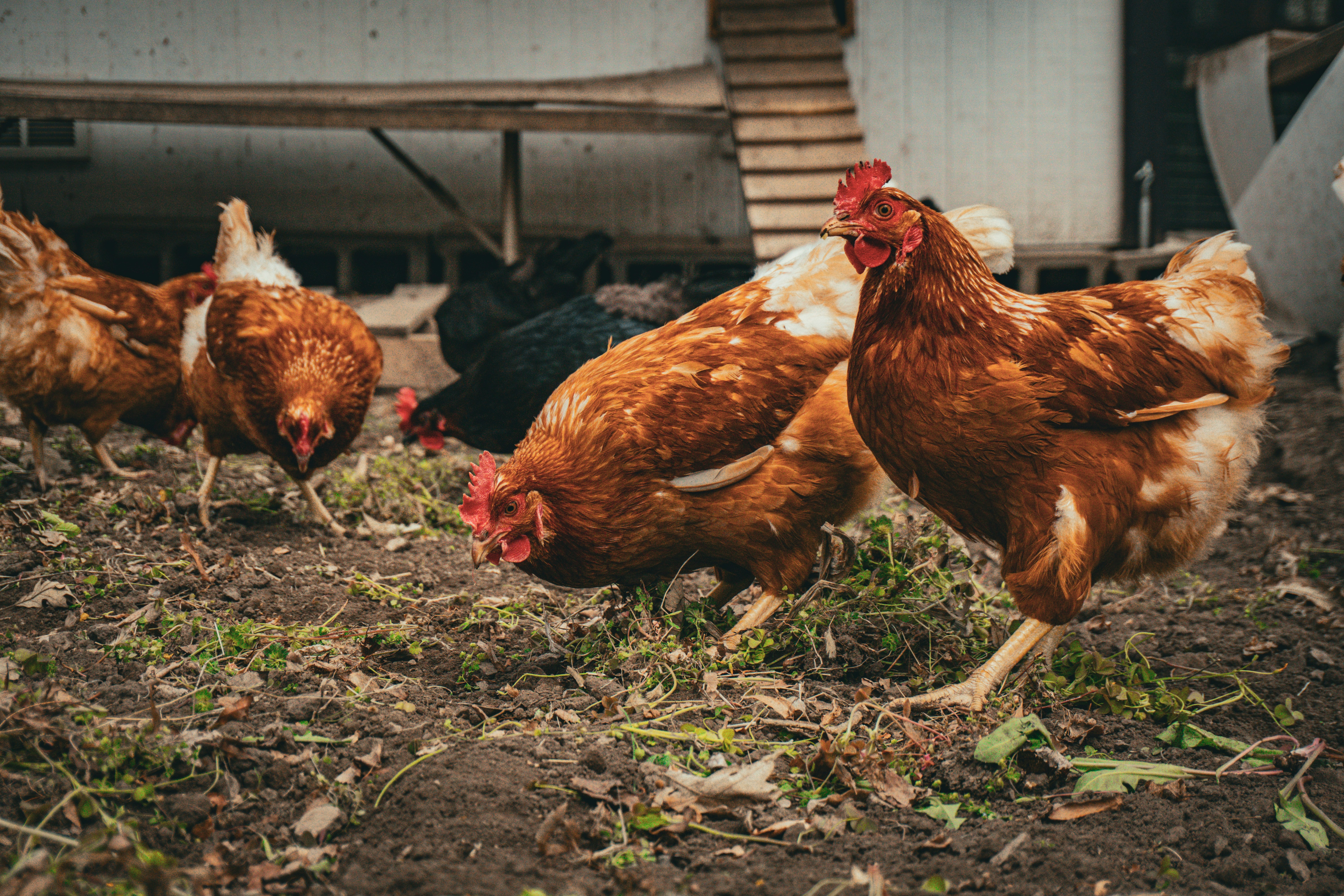 Inclusión de aceites vegetales en la dieta de gallinas ponedoras