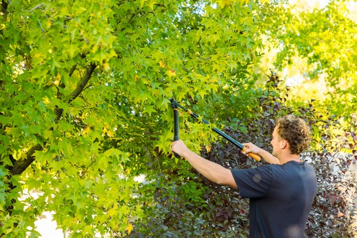 Safe tree trimming in Ogden backyard