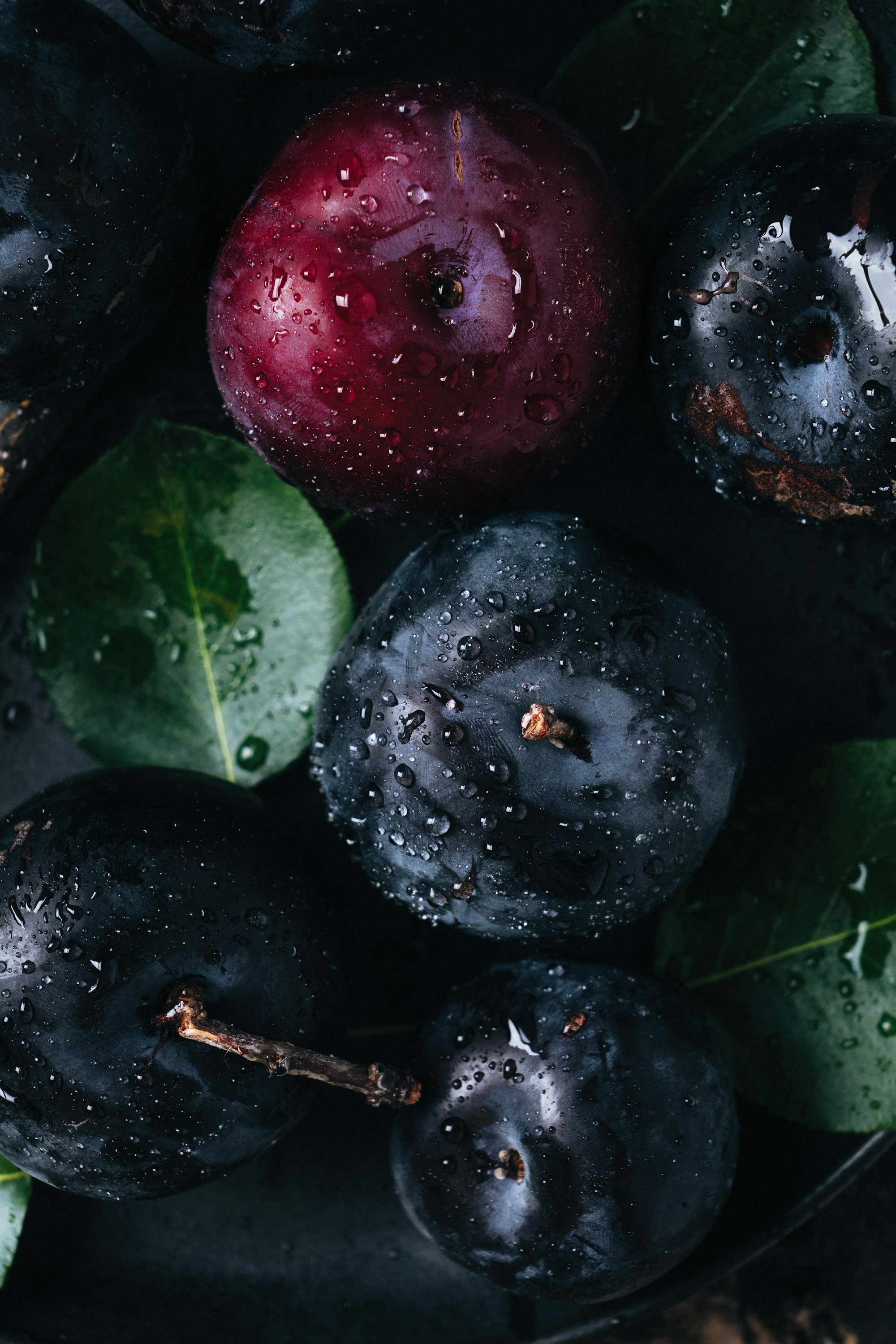 Plums for the tart