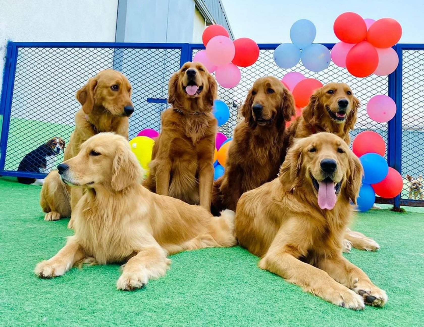 The Barking Lot pet boarding services