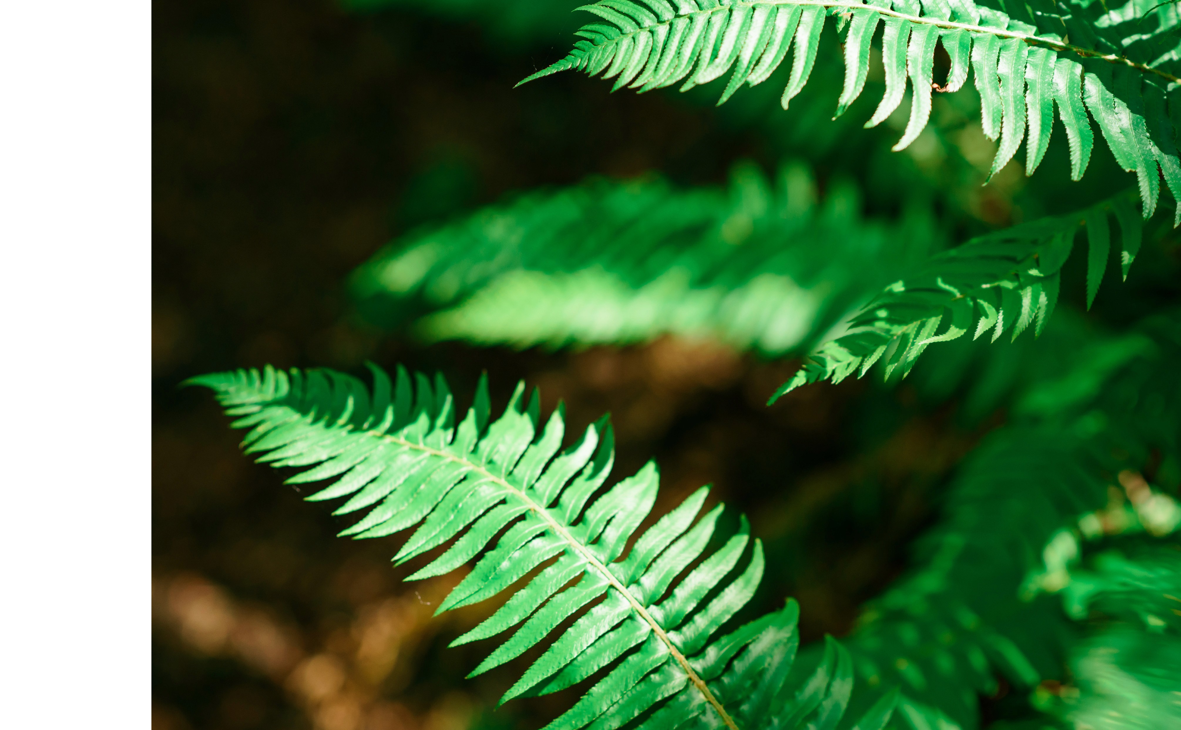 Beautiful fern detail photography for Ninebark Apartments