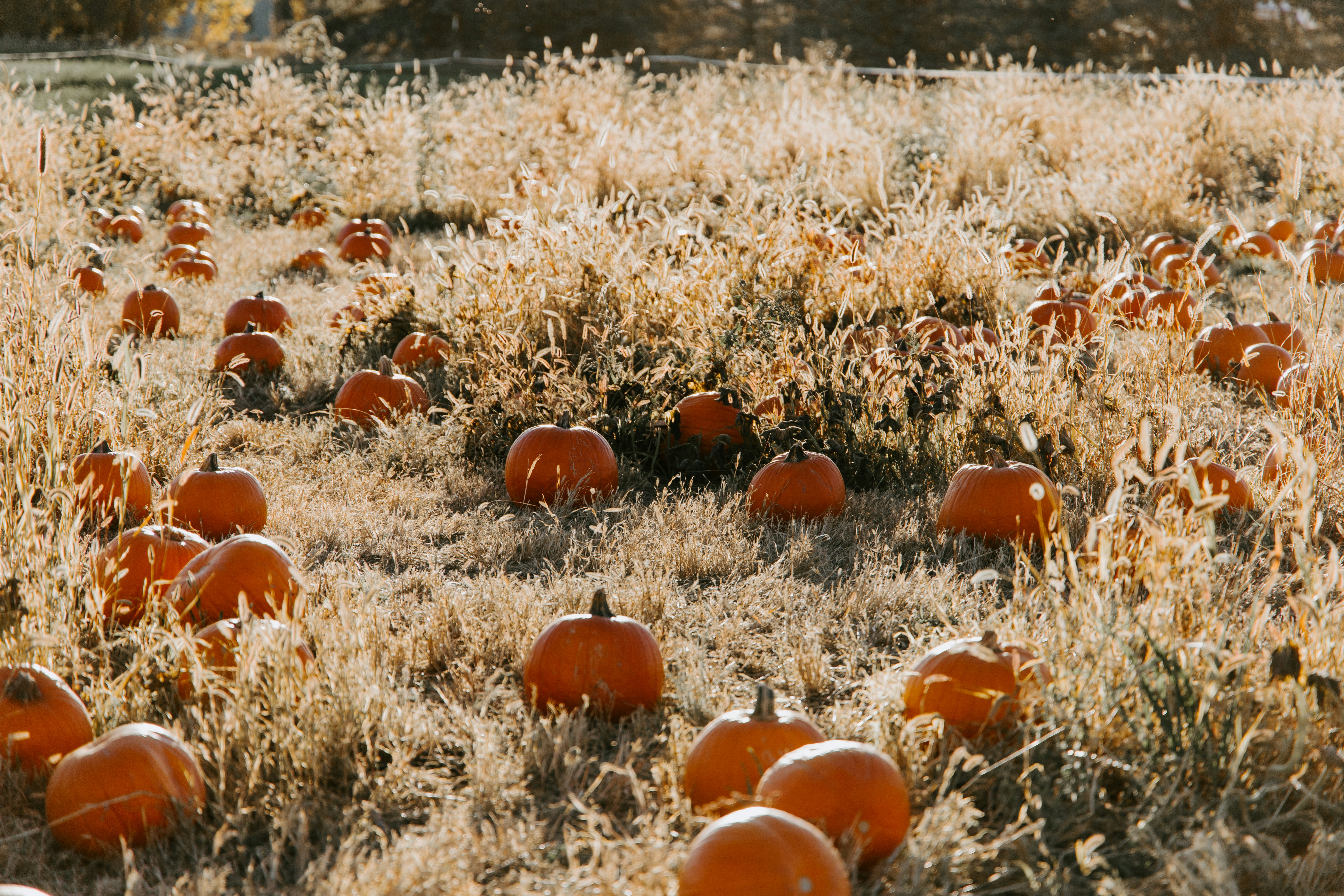 Can pumpkin help balance hormones naturally?