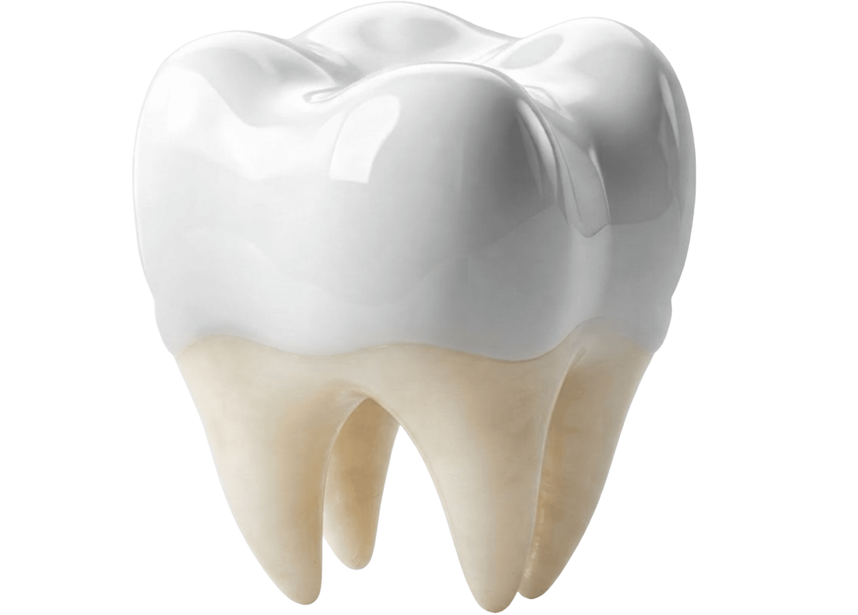 Teeth
