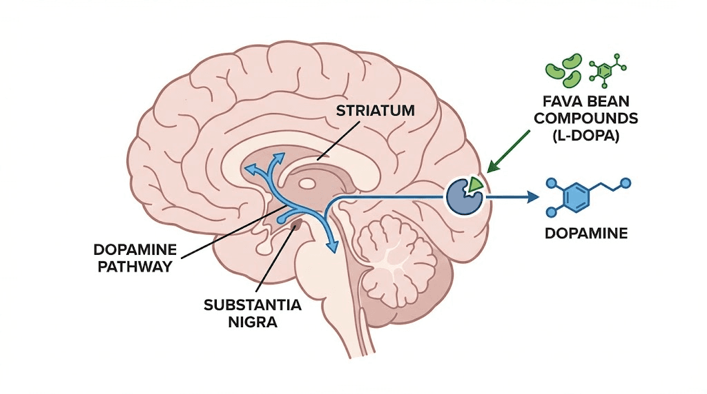 L-DOPA from fava beans converting to dopamine in the brain pathway