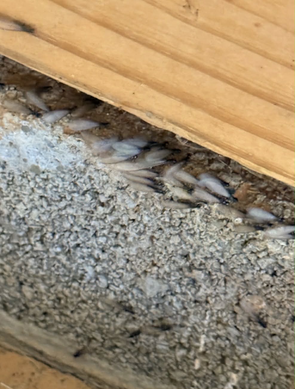 Termite Swarmers in Johnson City TN
