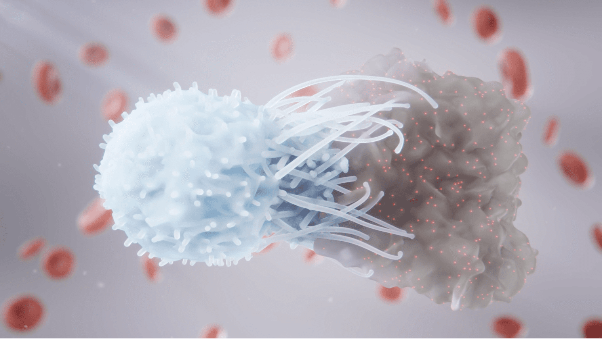 T Cell Recognition of a Malignant Cell