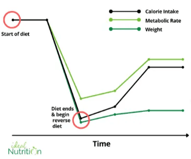 A tak to powinno wyglądać, kiedy prawidłowo wprowadzimy reverse dieting.