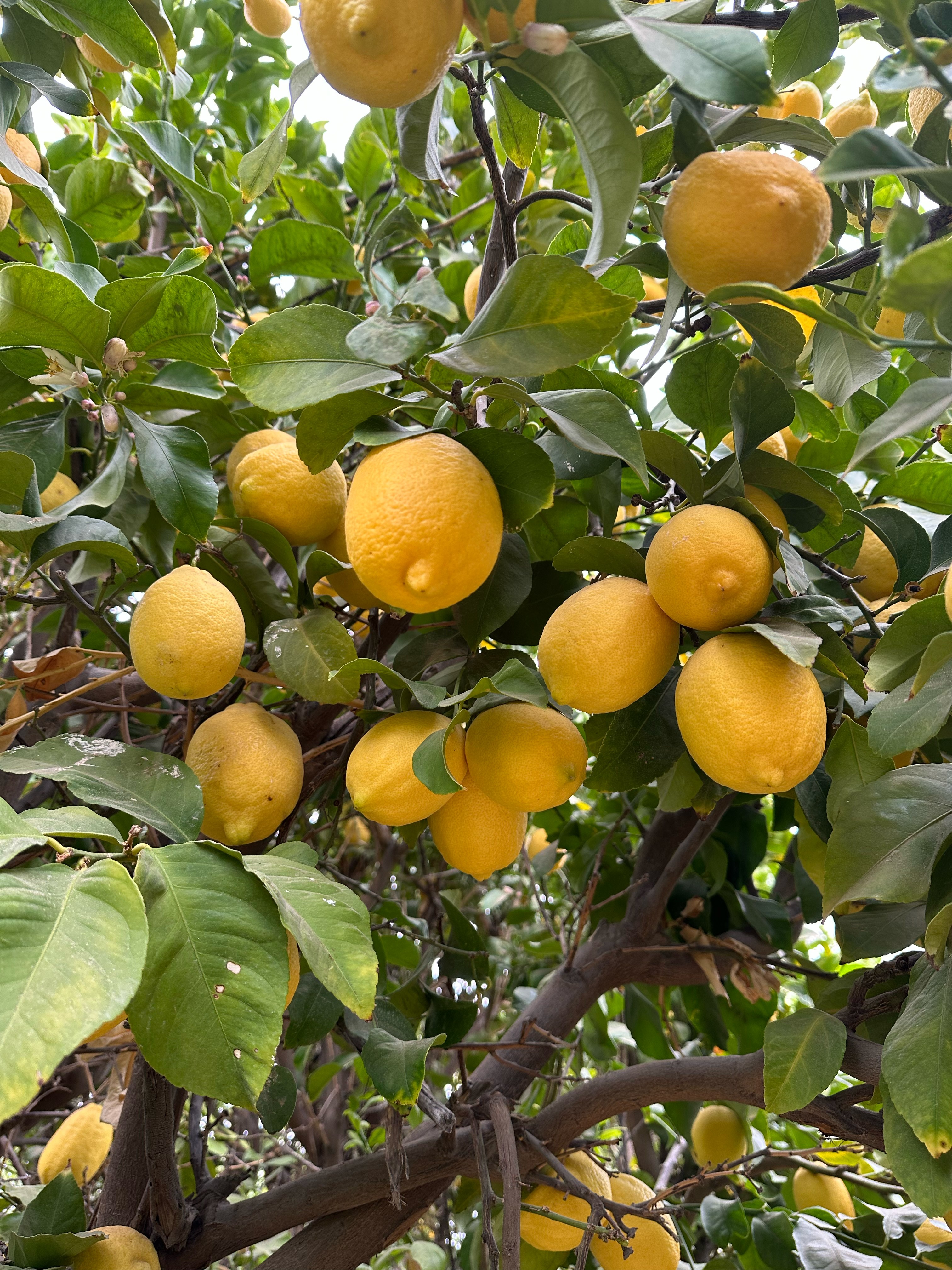 green leaves on white background