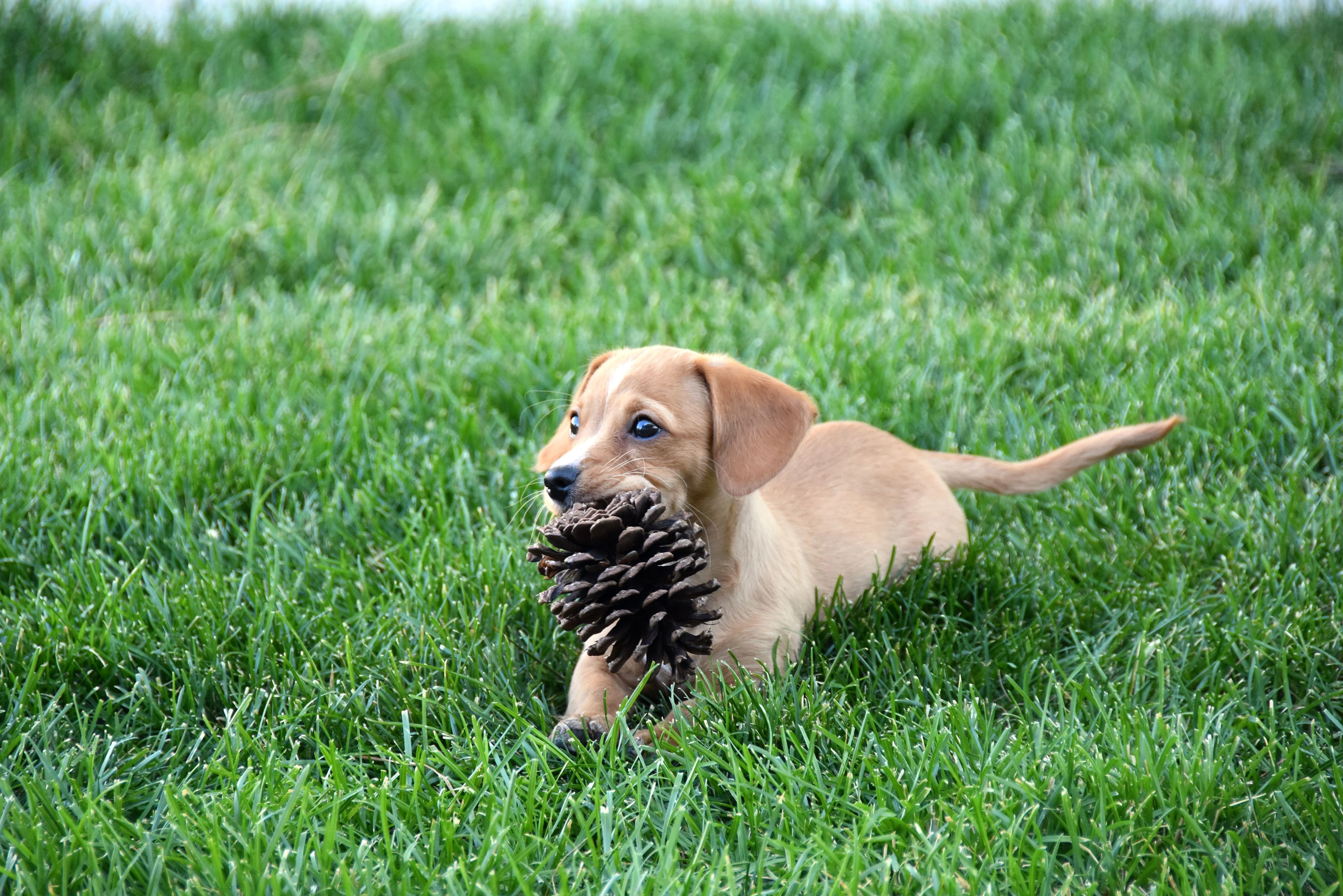 a small puppy playing with a pinecone