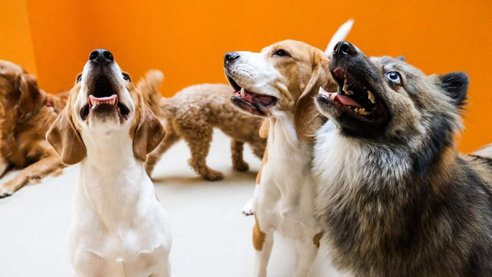 The Dog Retreat dog boarding services