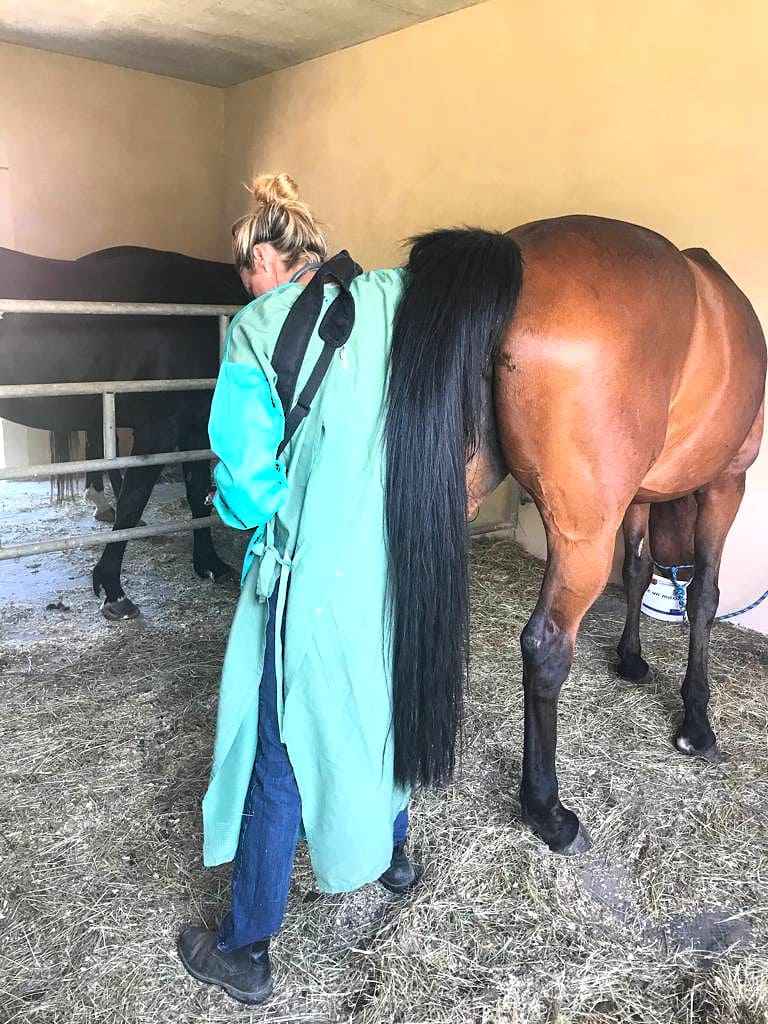 Suivi reproduction échographie pelvienne cheval