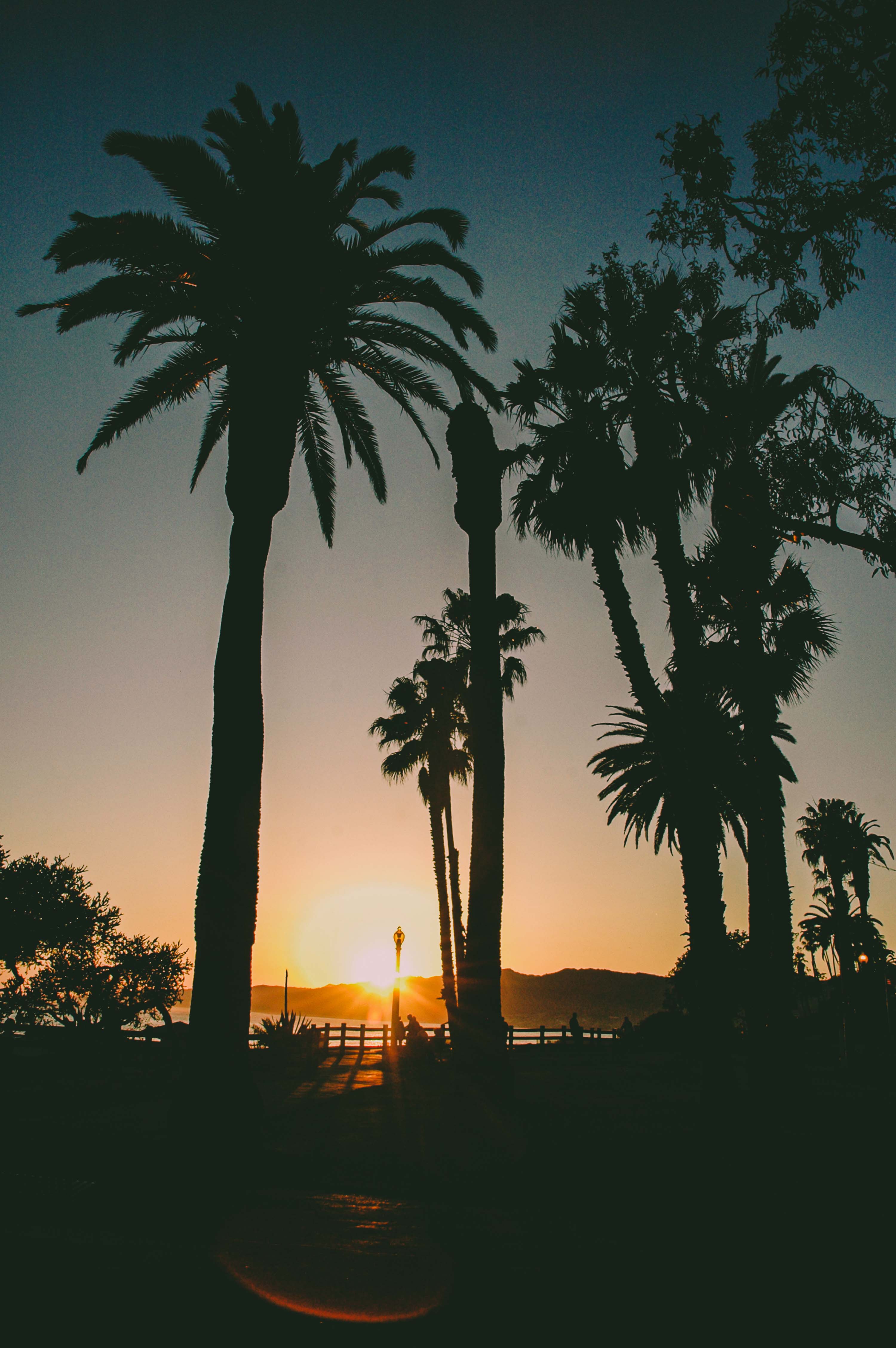 Fotografie von Venice Beach im warmen Abendlicht. Der Fokus liegt auf der Weite der Promenade und den markanten Palmen-Silhouetten vor dem Pazifischen Ozean.