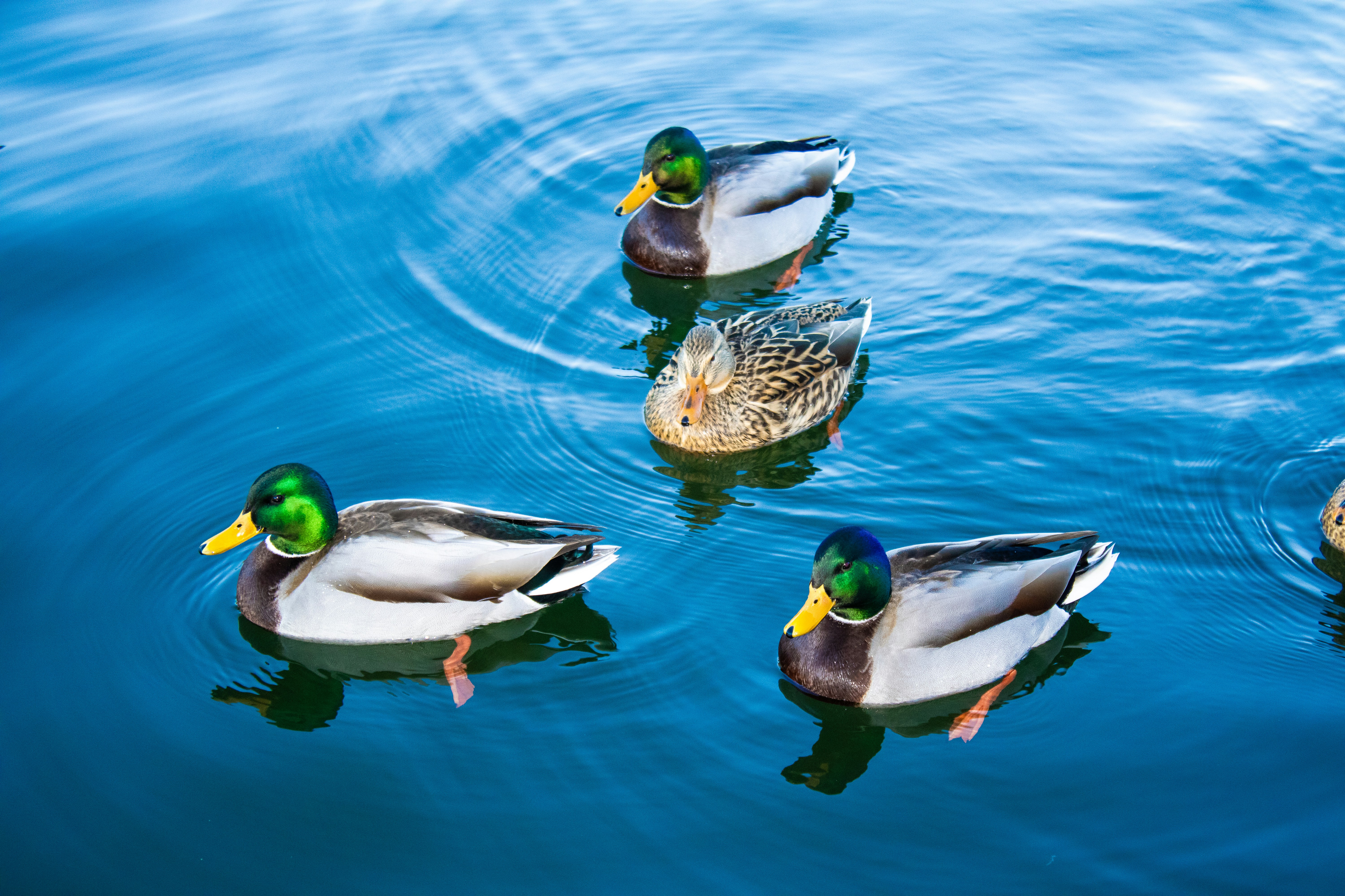 Stockenten im Wasser