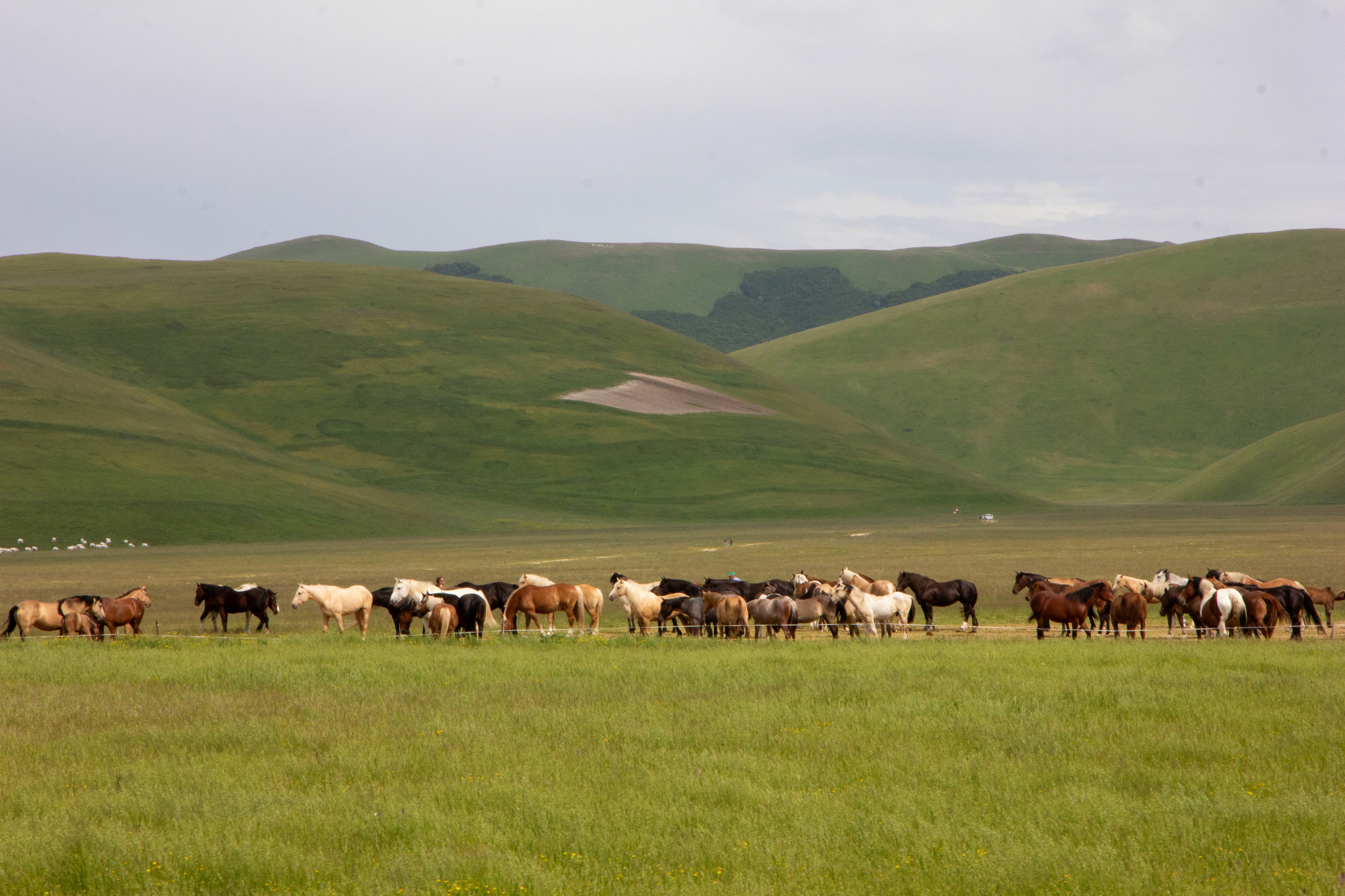 horse herd