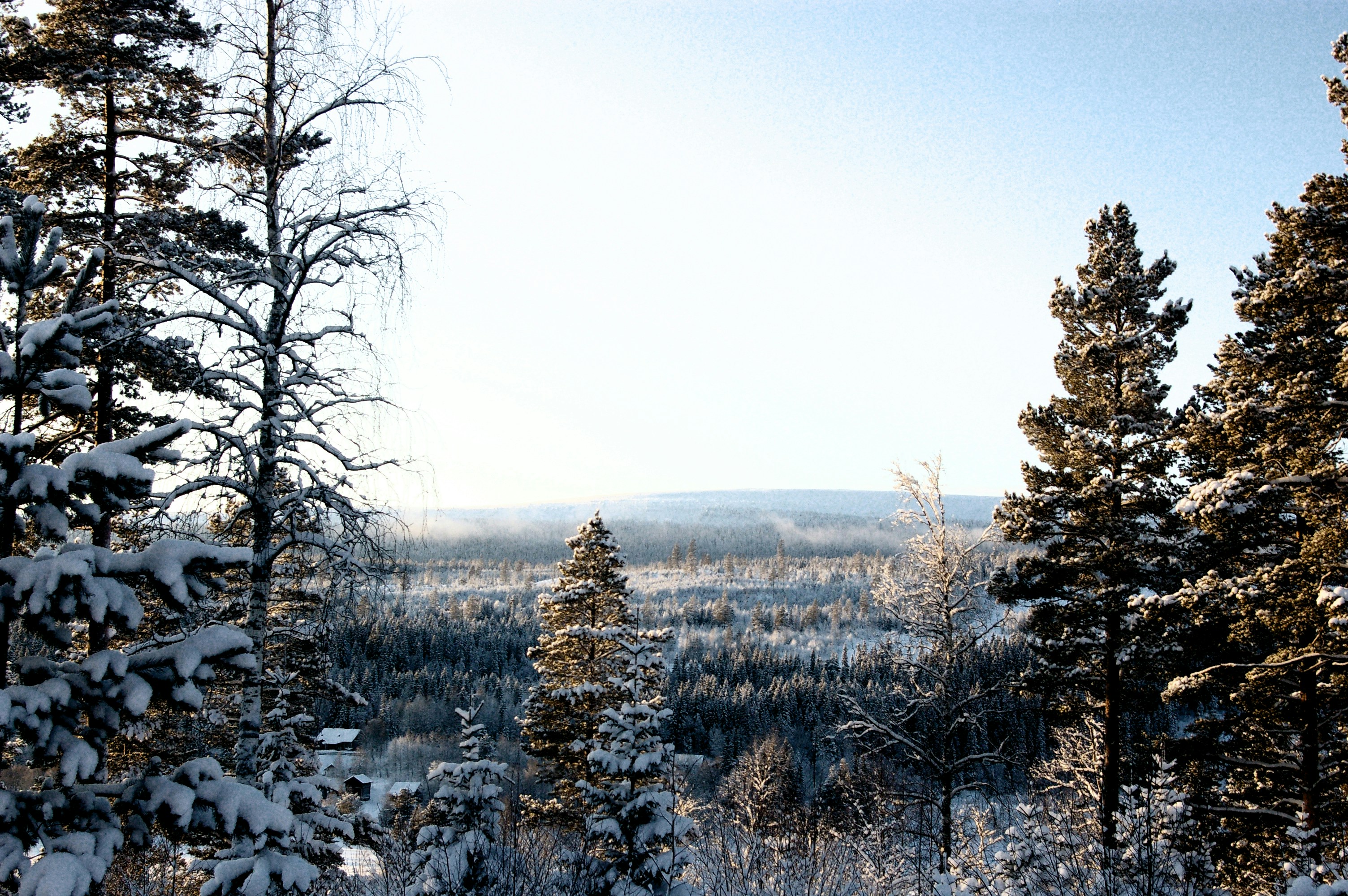 A snowy landscape with trees and a field