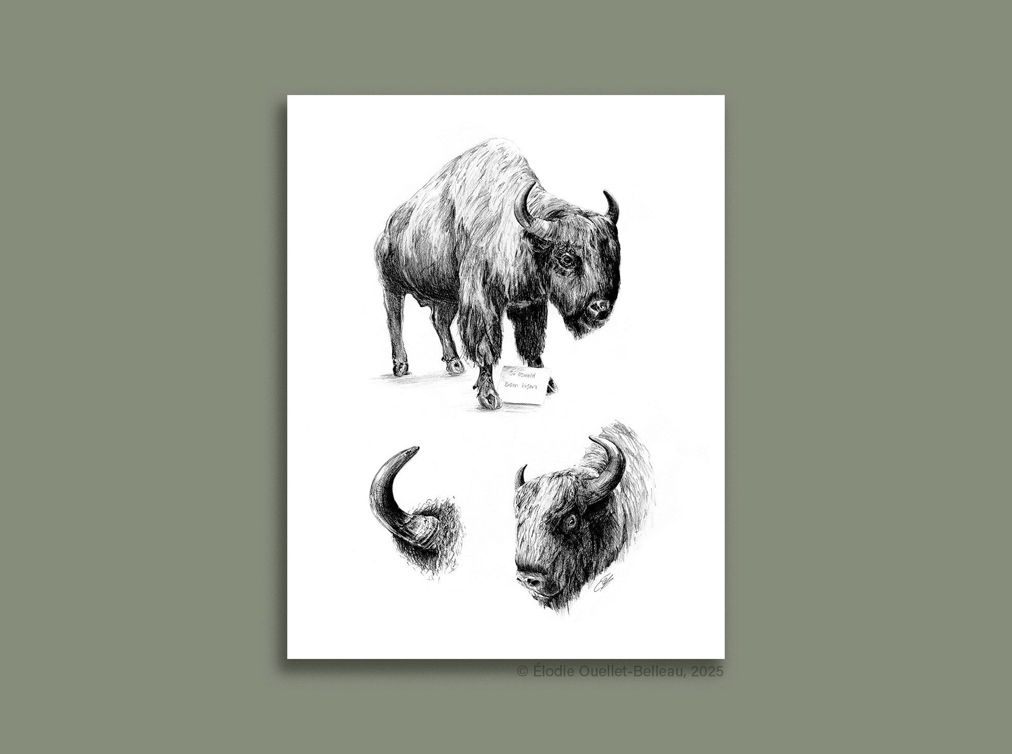 Illustration scientifique de la langue humaine adulte par Élodie Ouellet-Belleau, illustratrice scientifique.