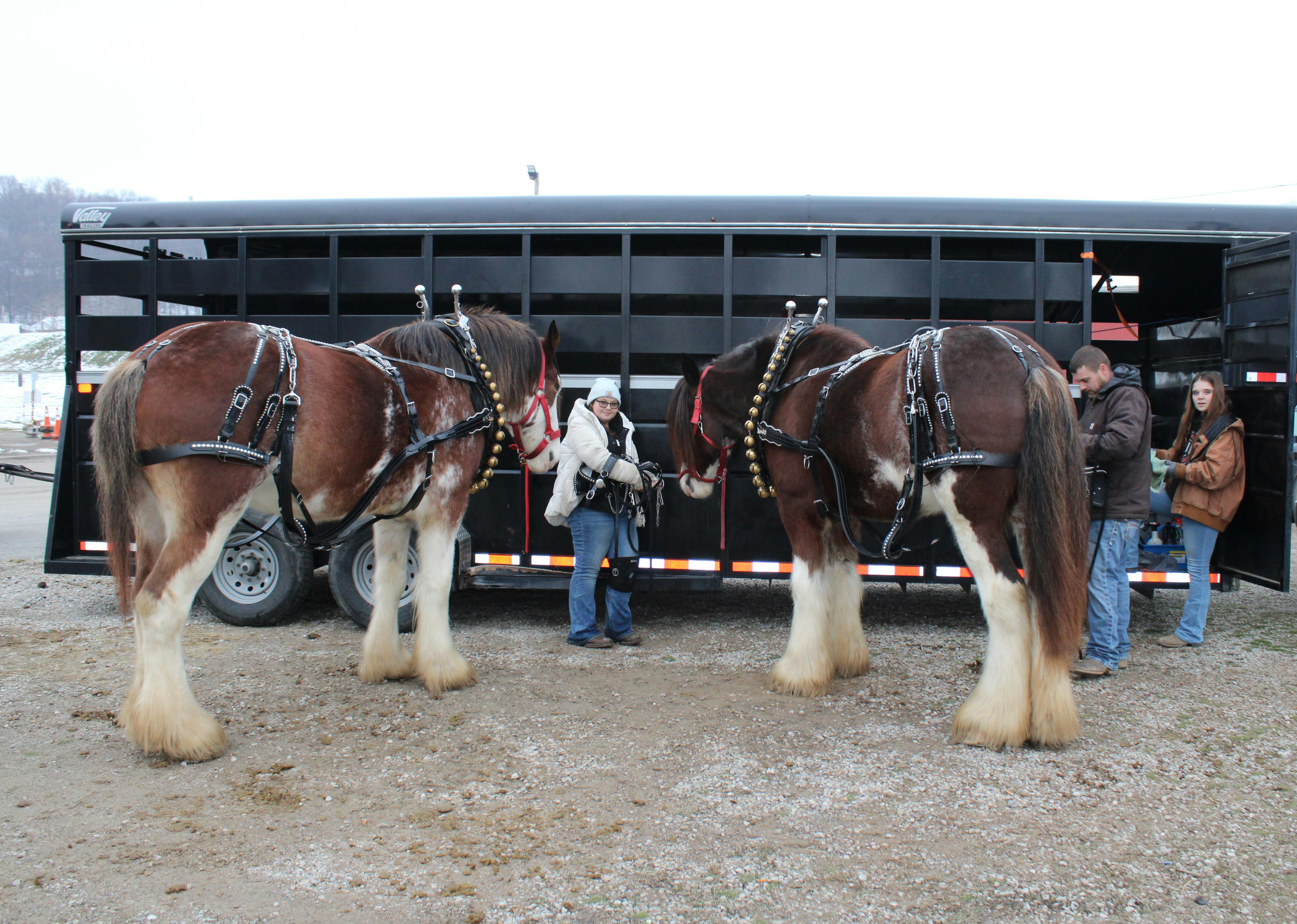 Deux chevaux sont accompagnés par leurs soigneurs à côté d'un van