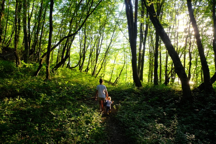 Woodland at Deer Park Campsite, Sussex